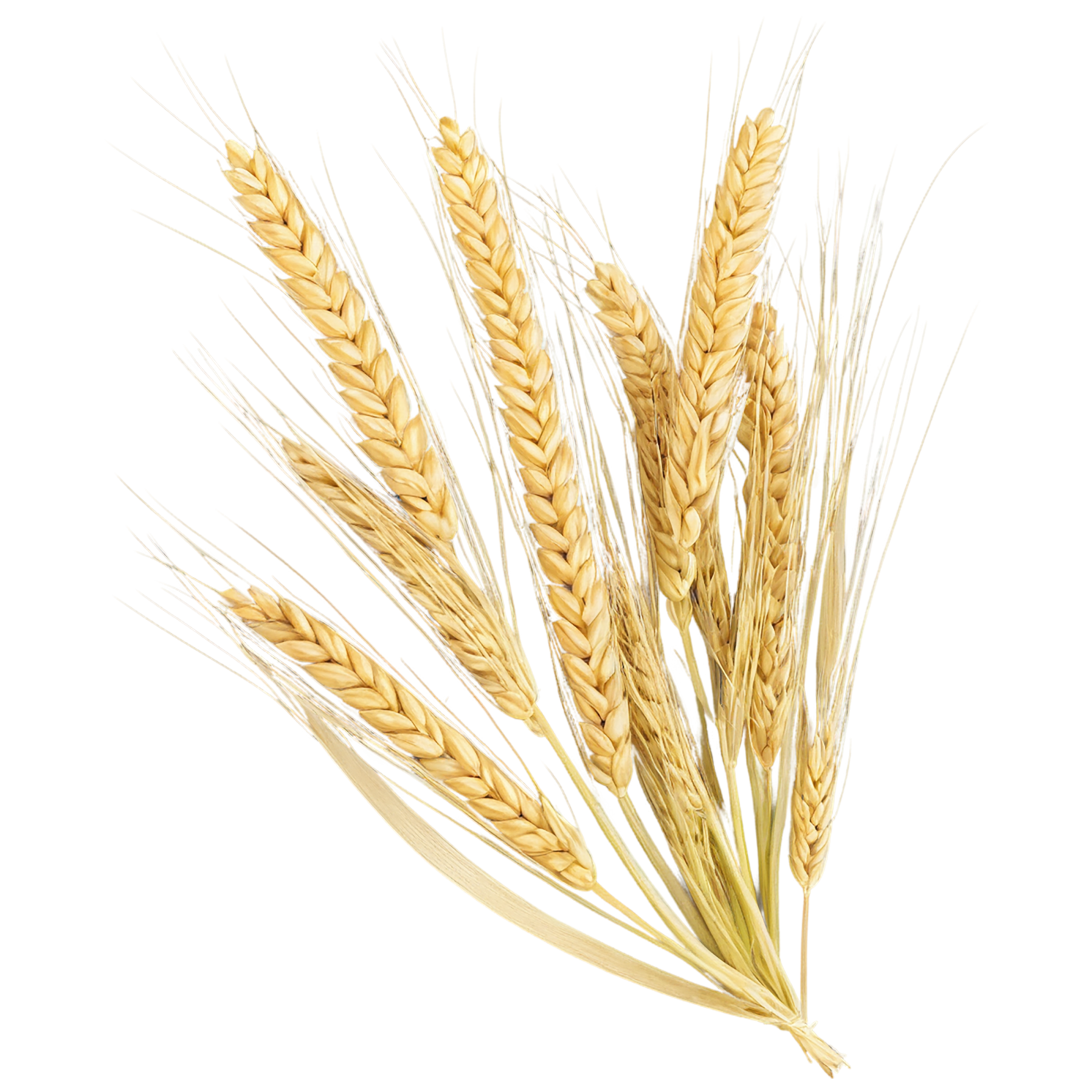 Barley grains isolated on transparent background, #6592