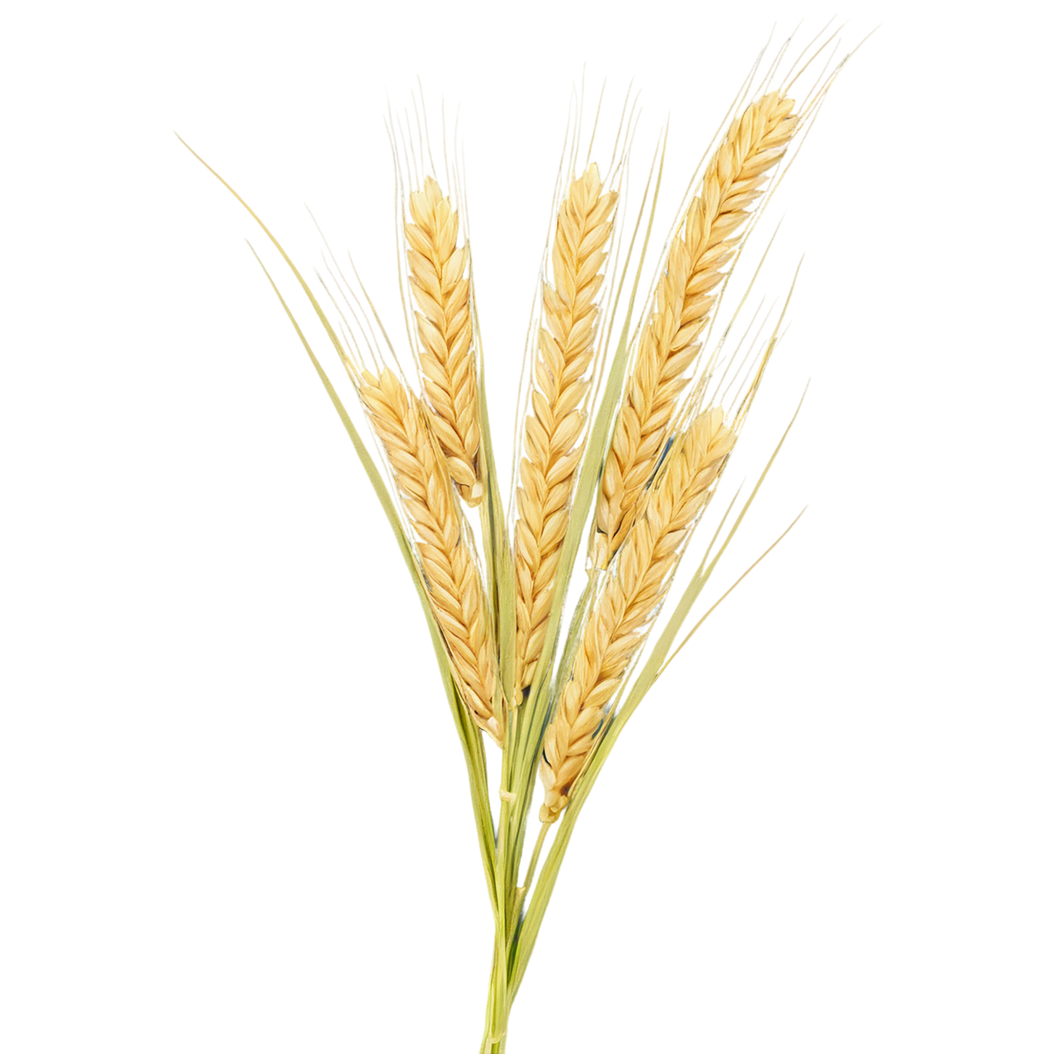 Barley grains isolated on transparent background, #6594