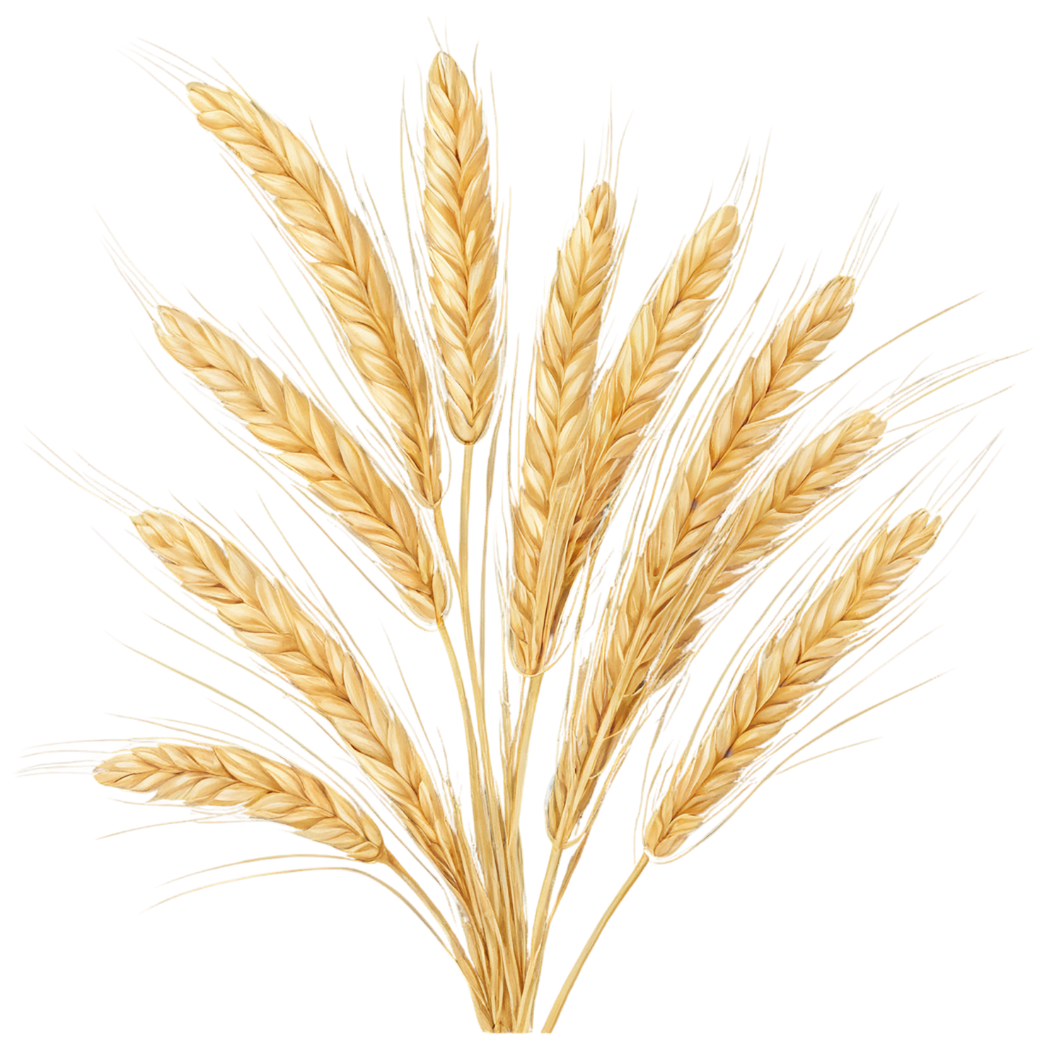 Barley grains isolated on transparent background, #6595