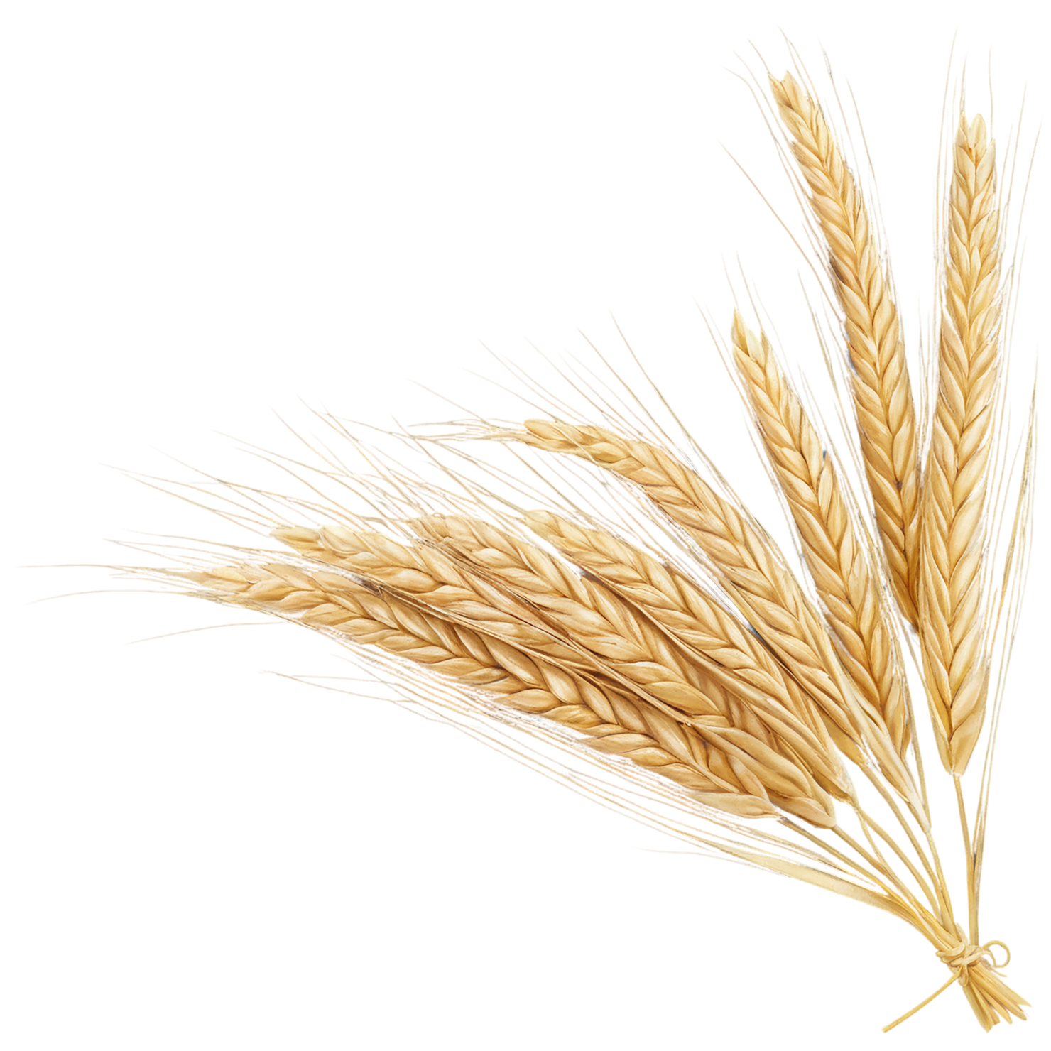 Barley grains isolated on transparent background, #6597