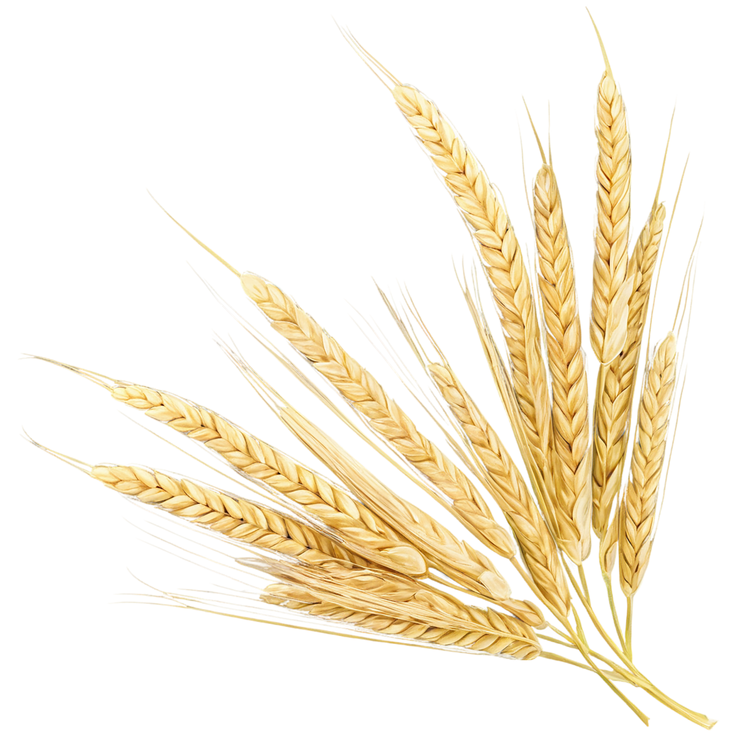 Barley grains isolated on transparent background, #6598