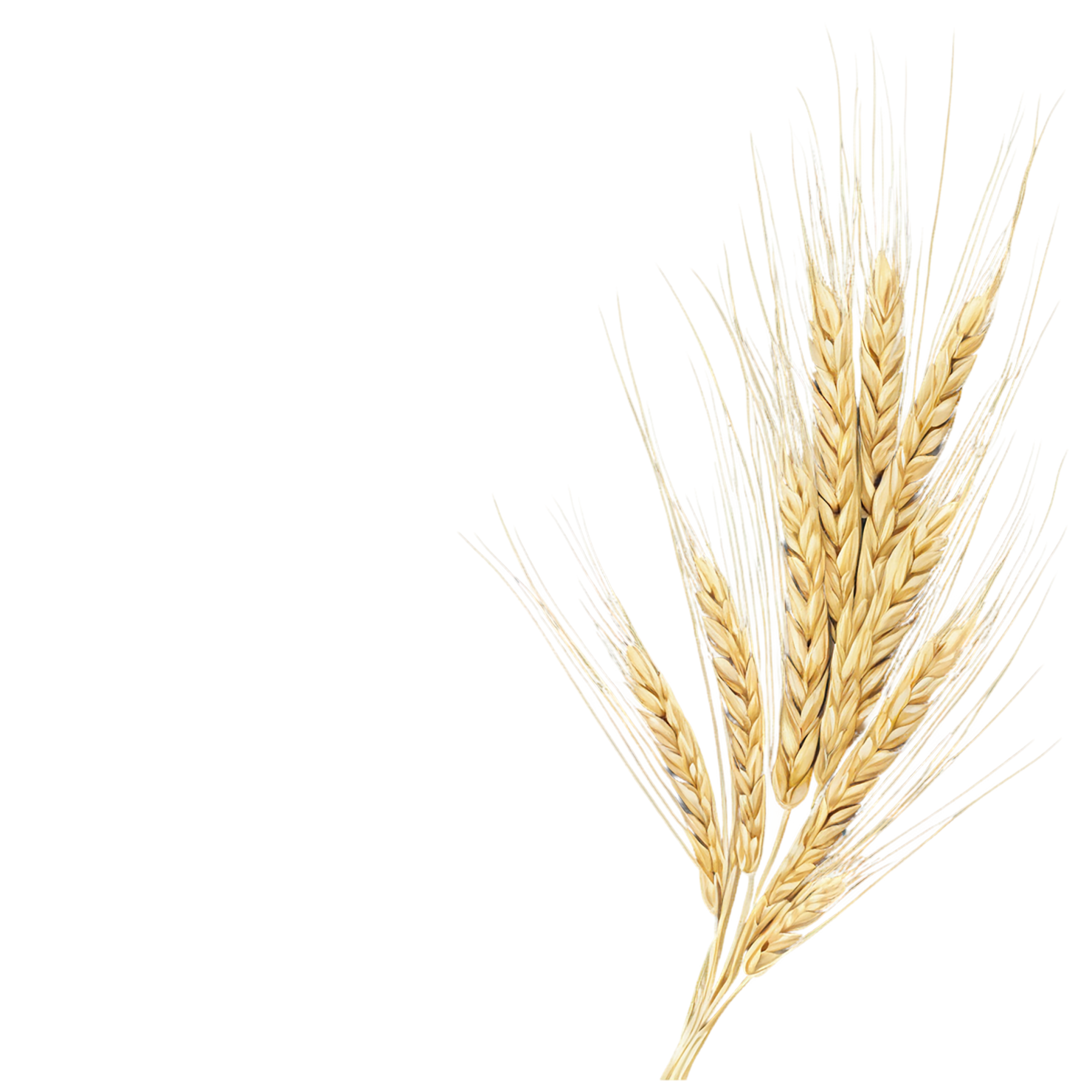 Barley grains isolated on transparent background, #6600