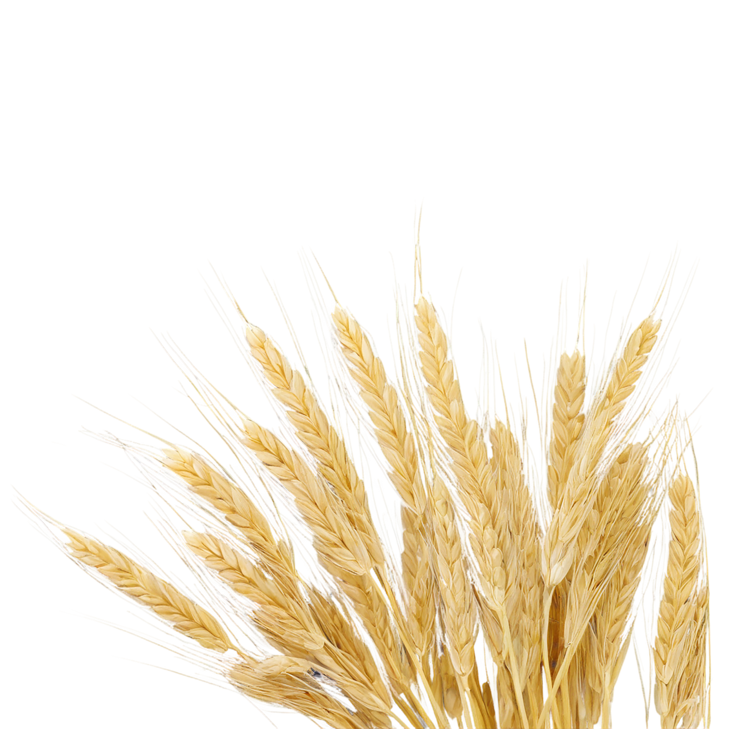 Barley grains isolated on transparent background, #6601