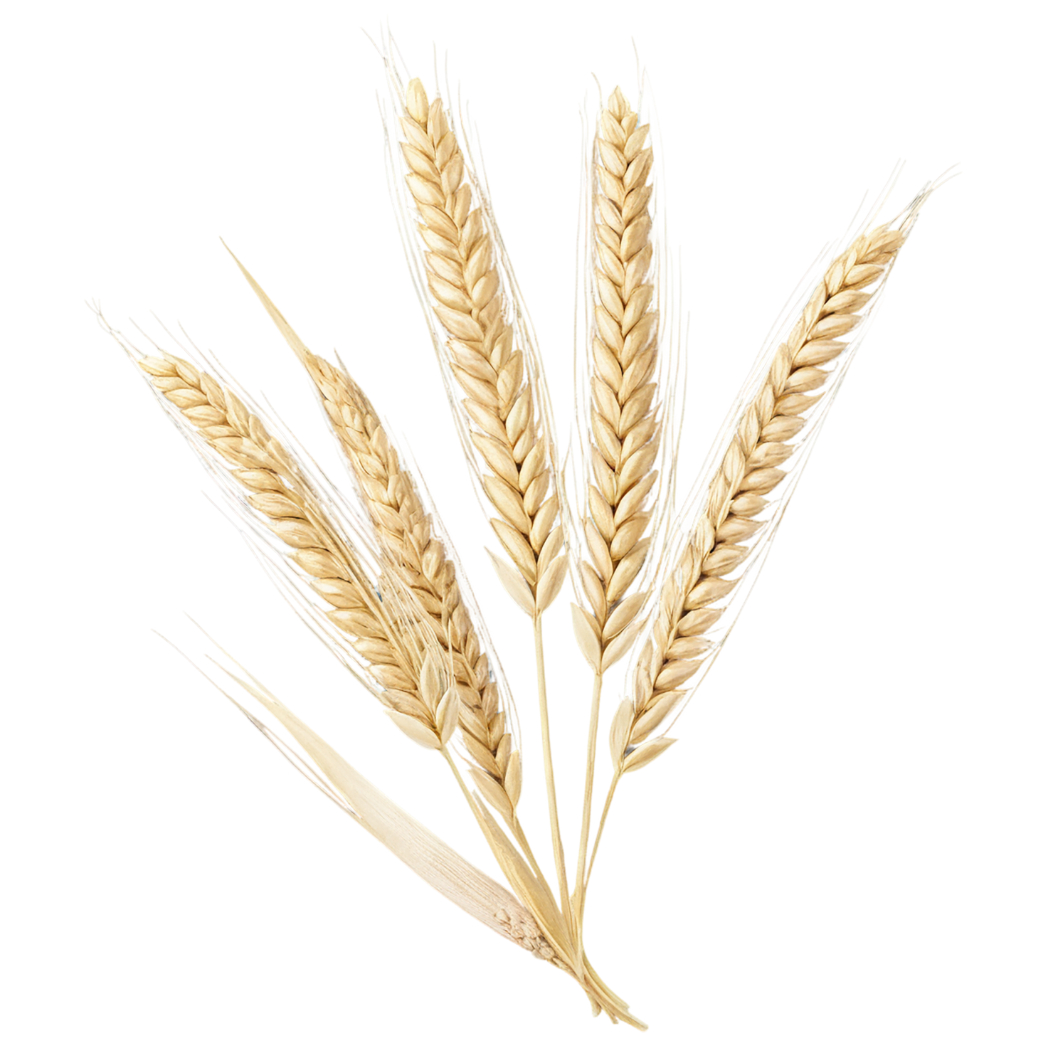 Barley grains isolated on transparent background, #6602