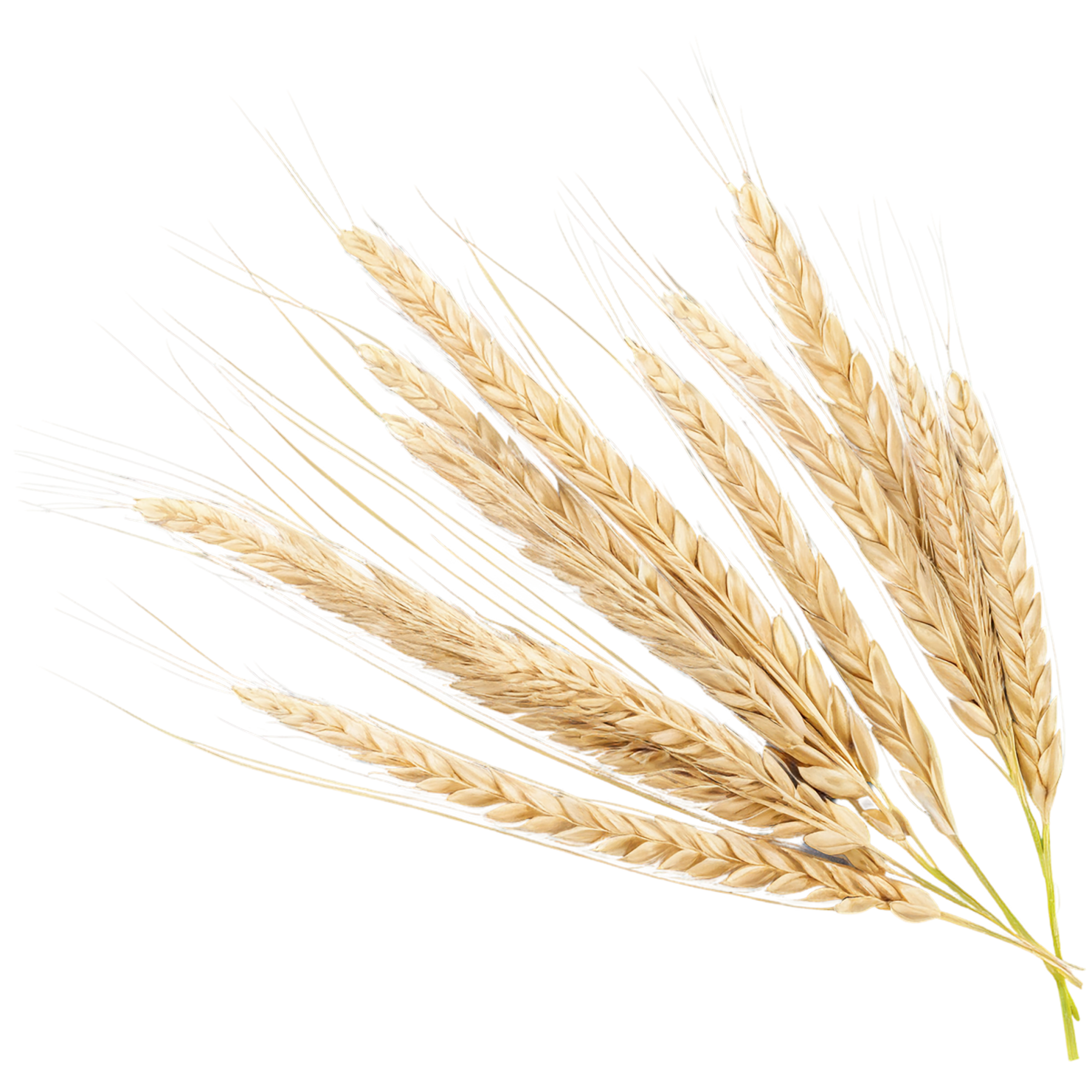 Barley grains isolated on transparent background, #6603
