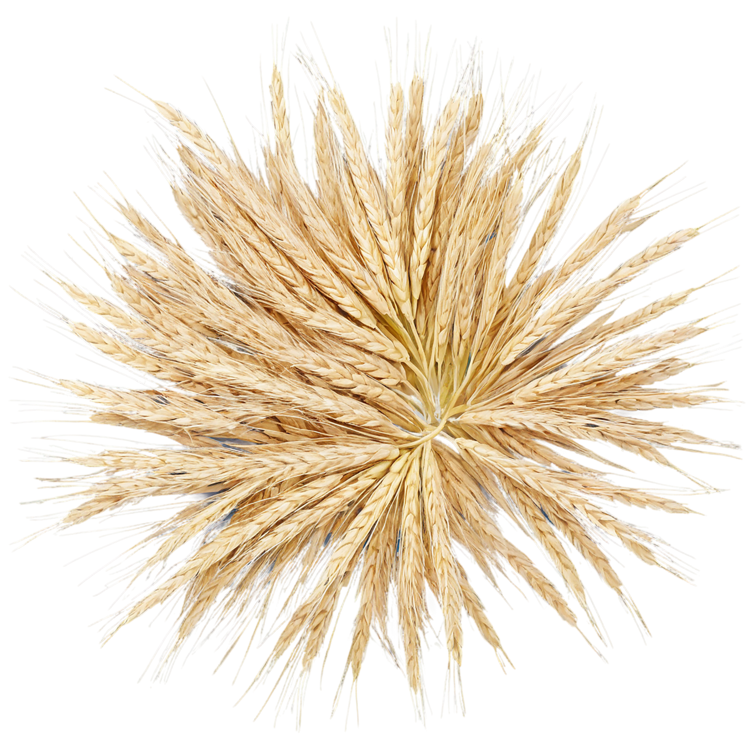 Barley grains isolated on transparent background, #6604