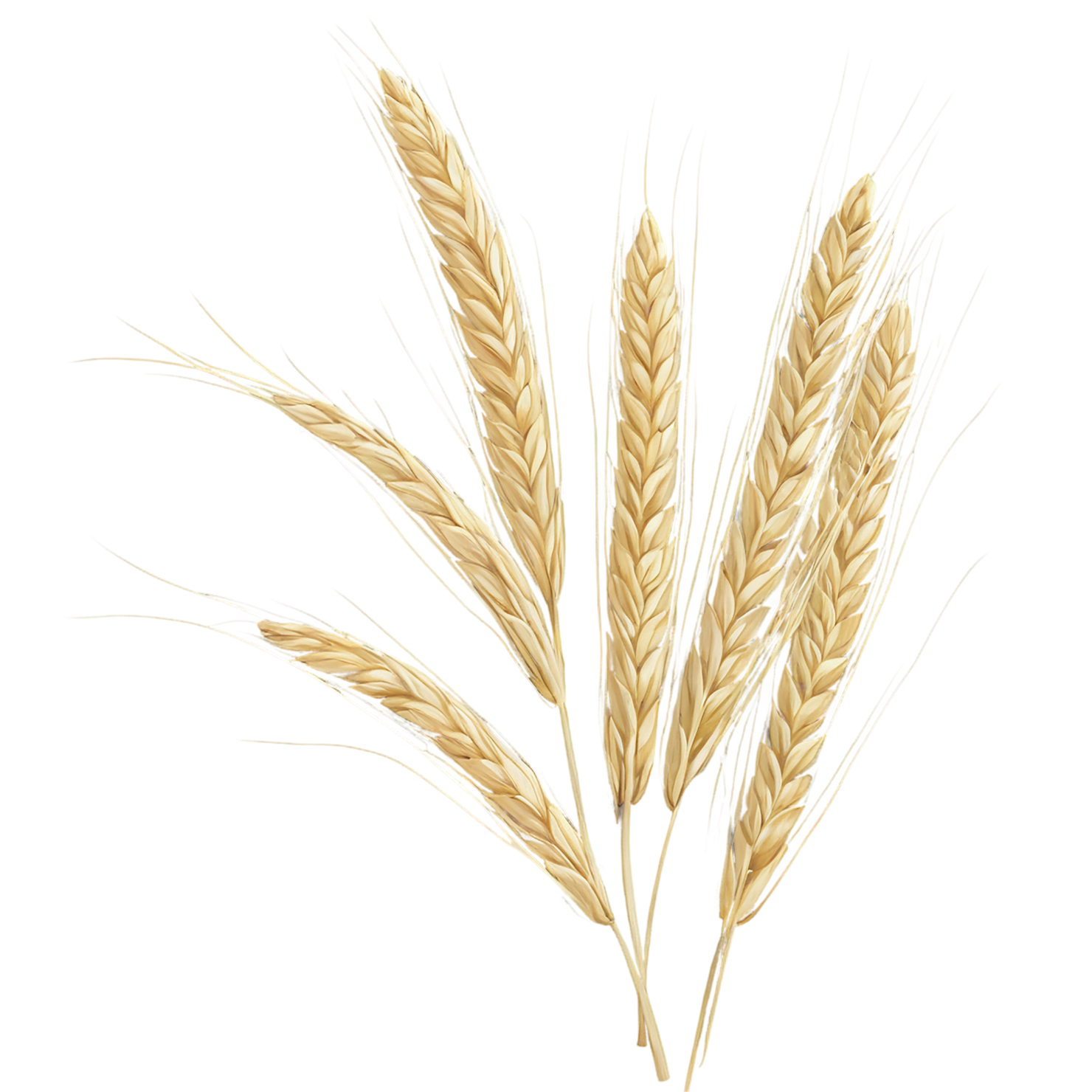 Barley grains isolated on transparent background, #6606