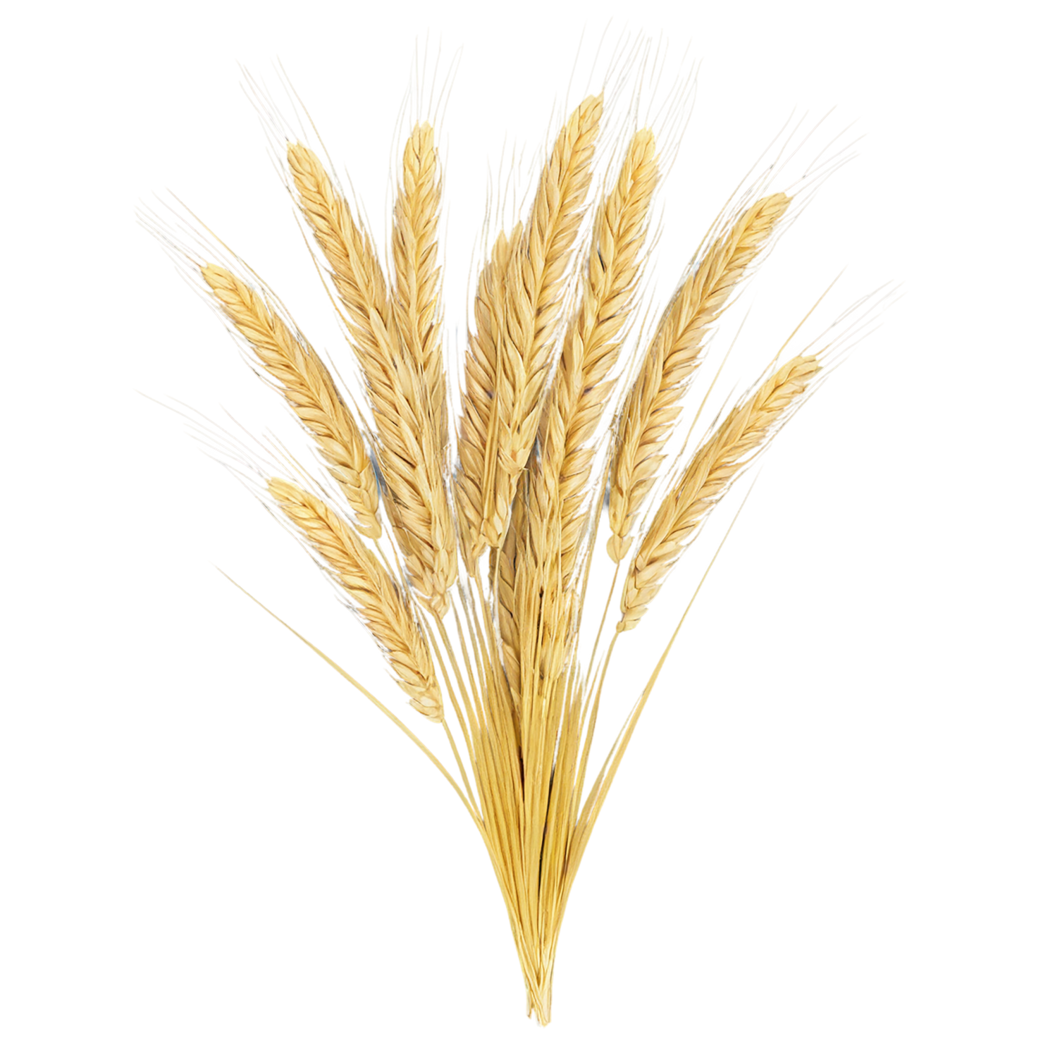 Barley grains isolated on transparent background, #6608
