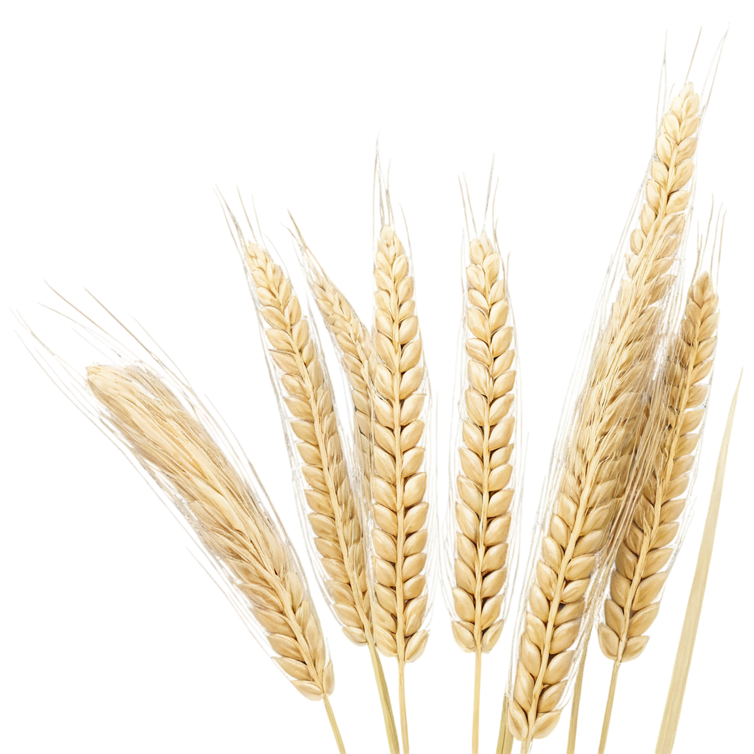 Barley grains isolated on transparent background, #6609