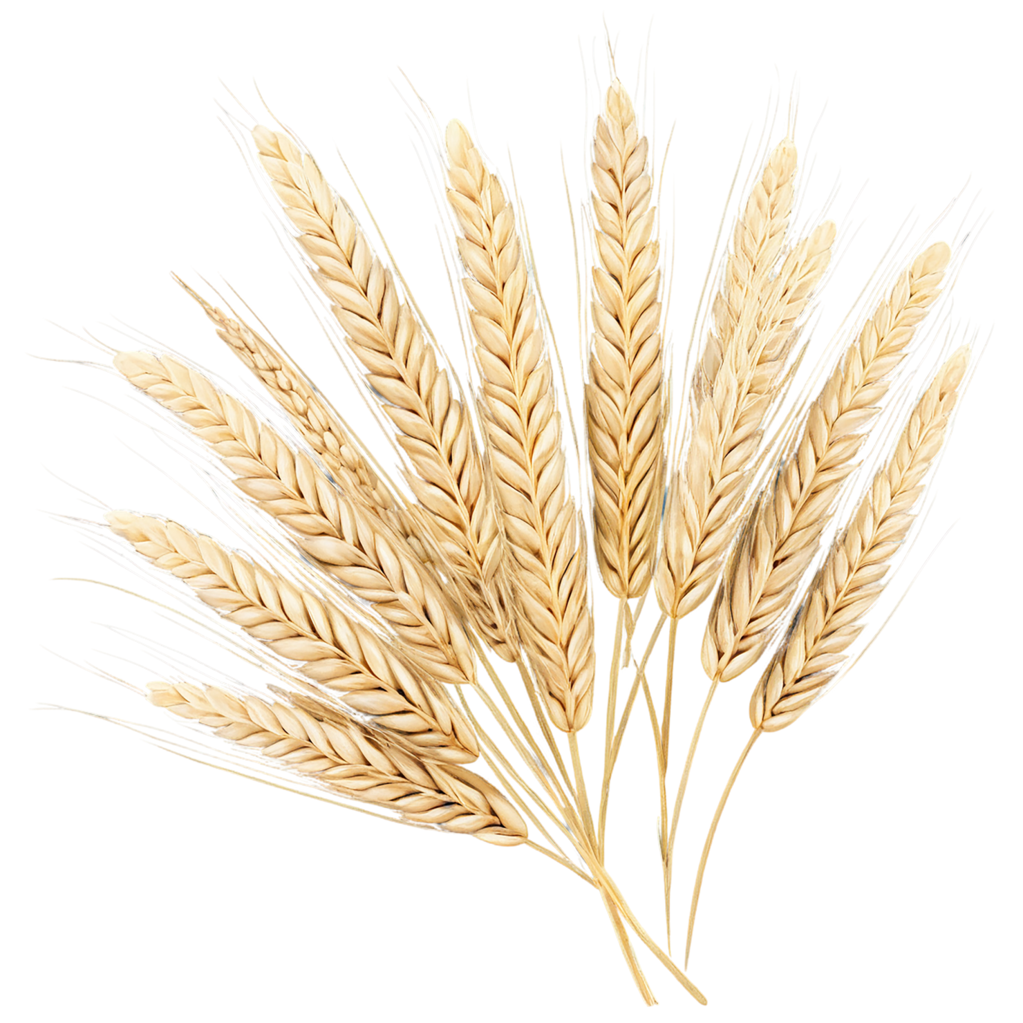 Barley grains isolated on transparent background, #6611