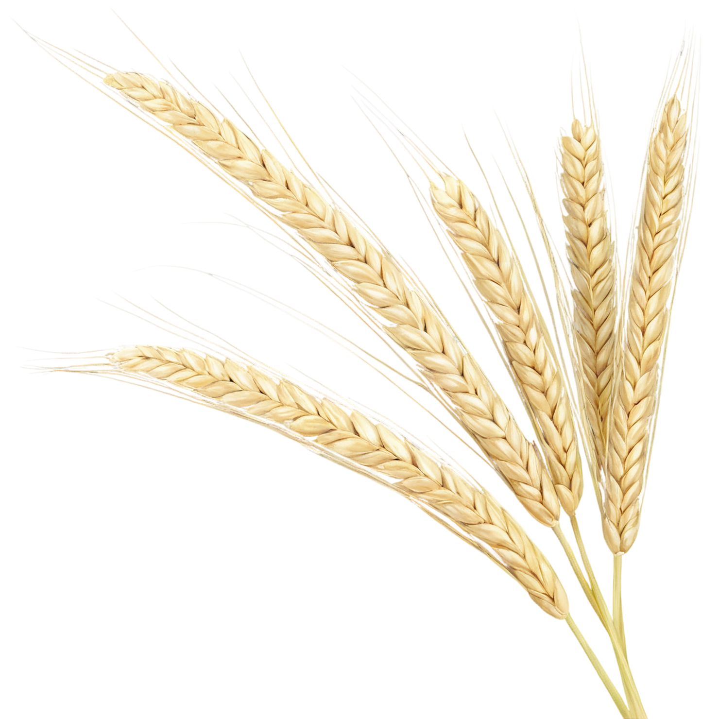 Barley grains isolated on transparent background, #6612