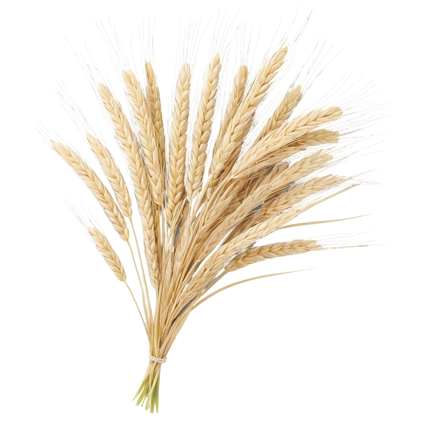 Barley grains isolated on transparent background, #6614