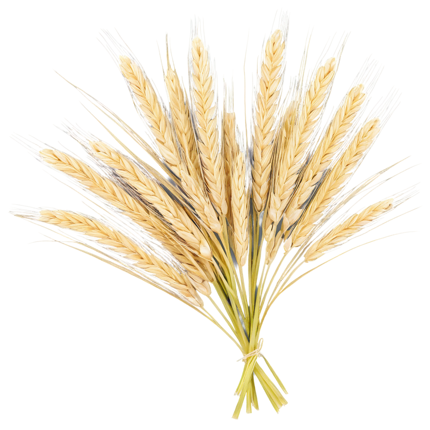 Barley grains isolated on transparent background, #6615