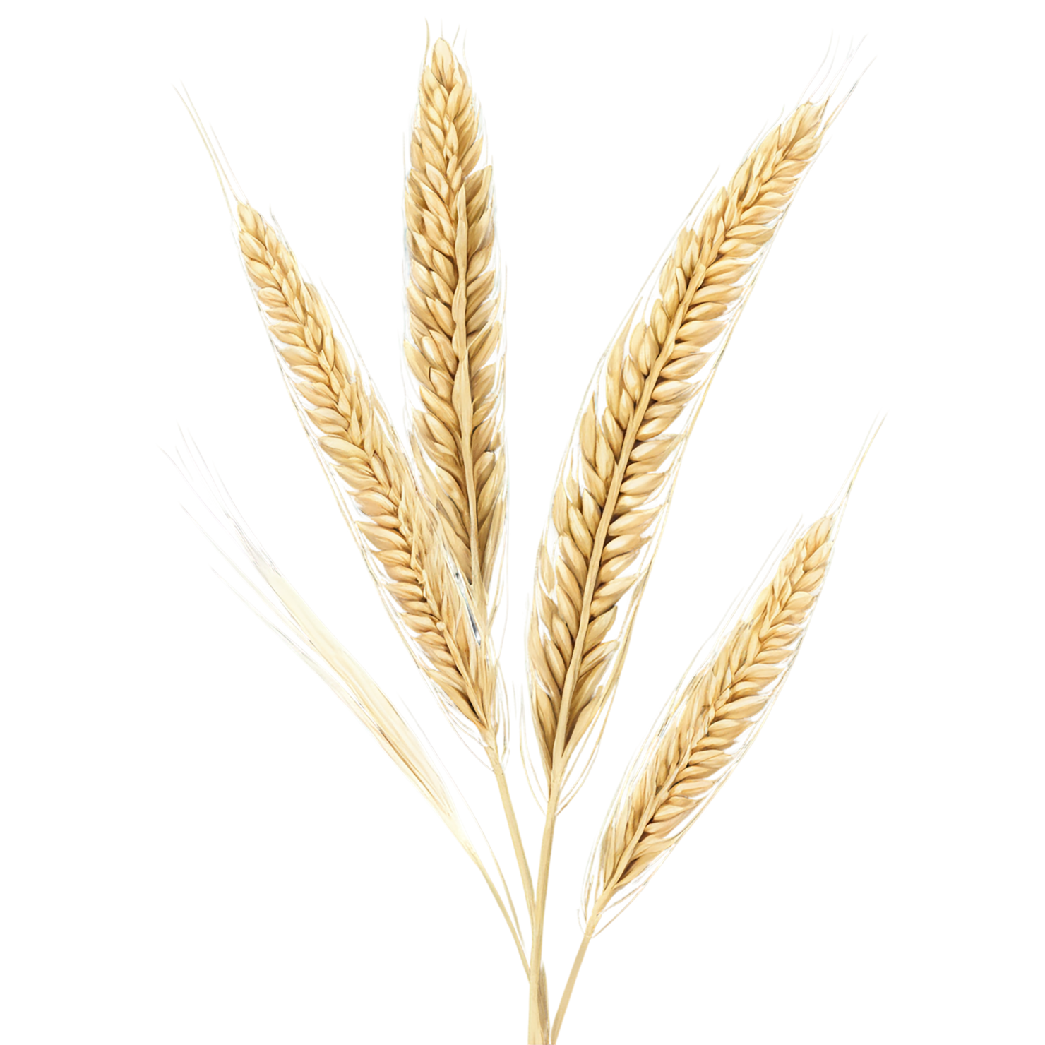 Barley grains isolated on transparent background, #6616