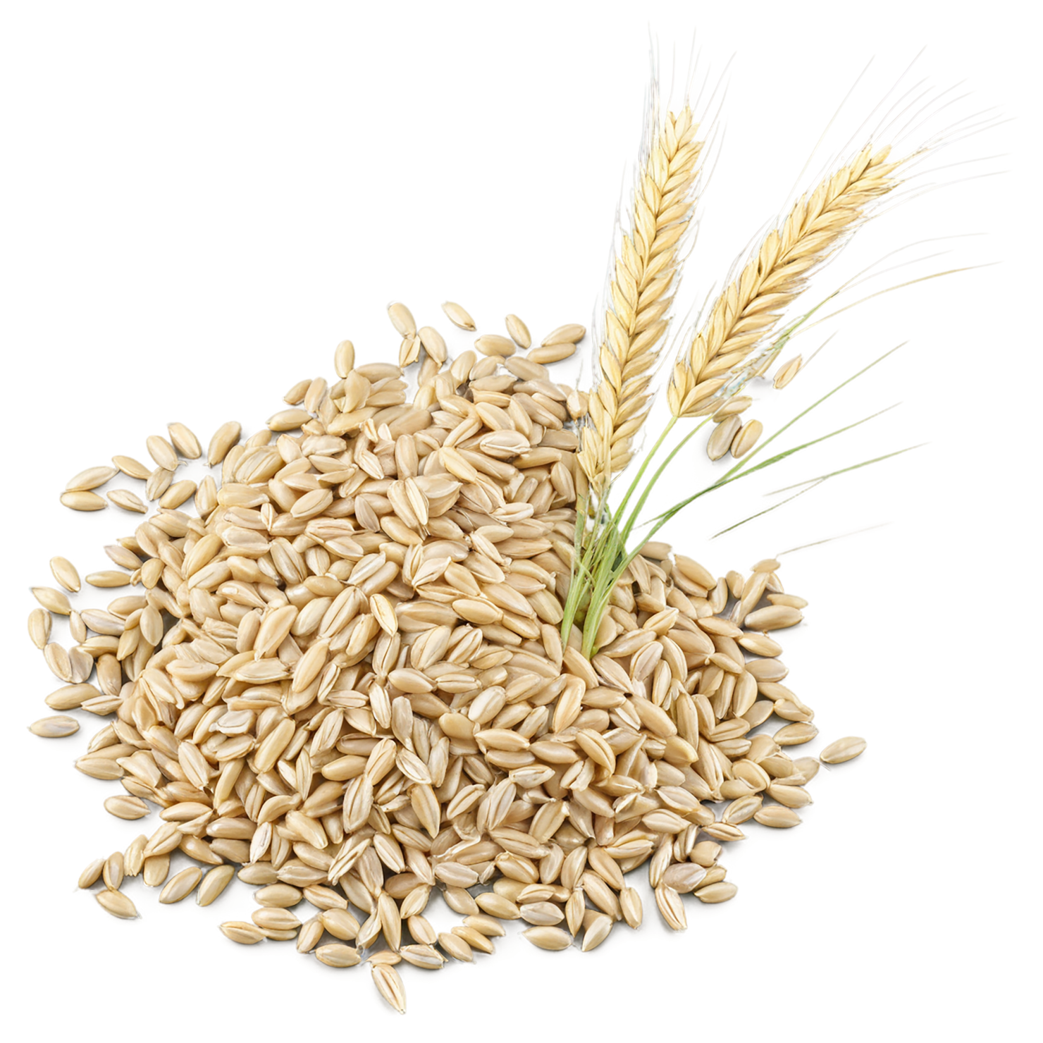 Barley grains isolated on transparent background, #6617