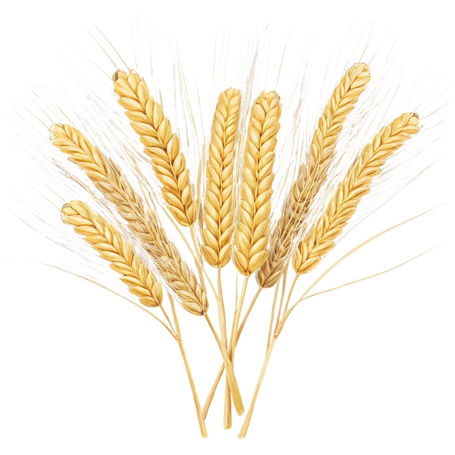 Barley grains isolated on transparent background, #6618