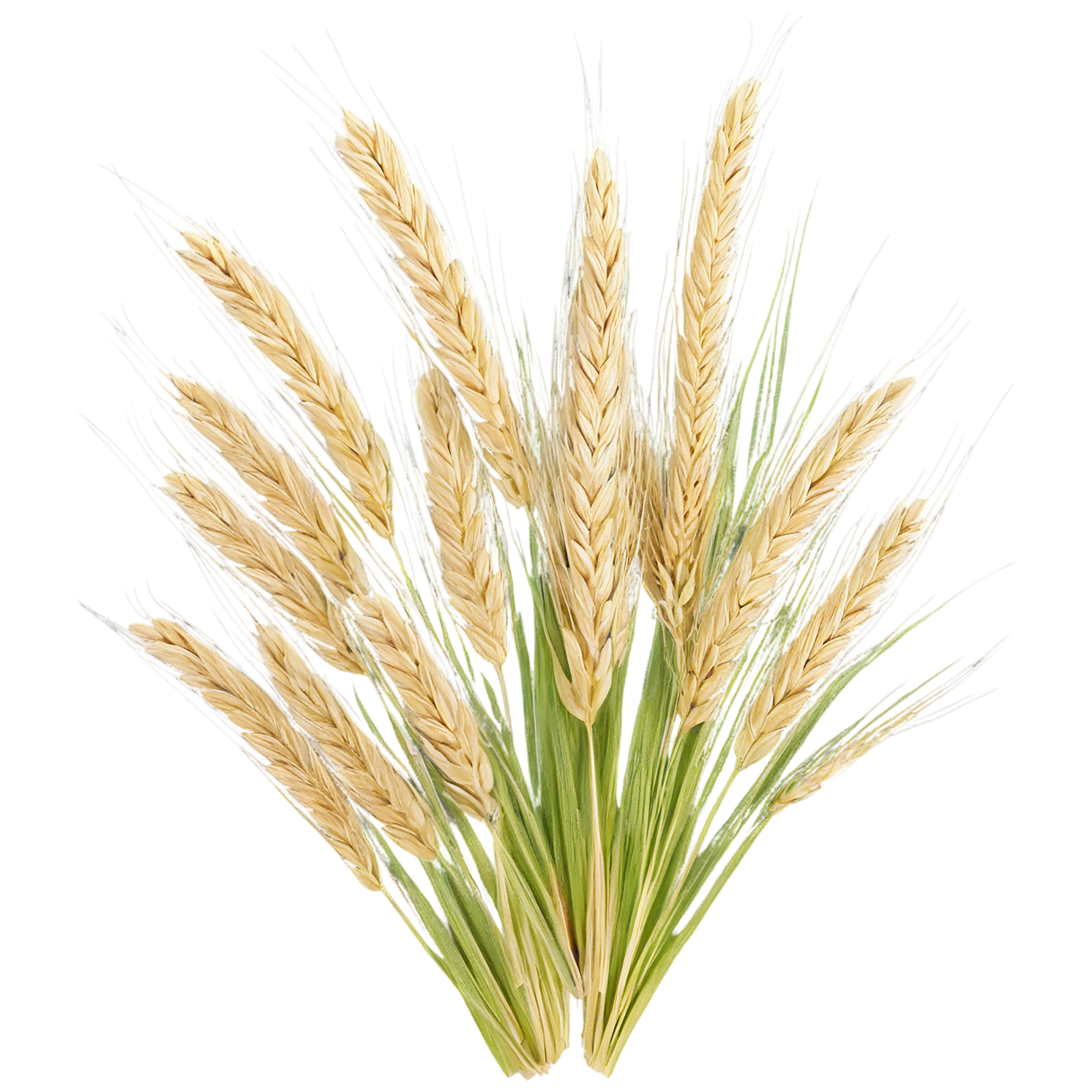 Barley grains isolated on transparent background, #6619