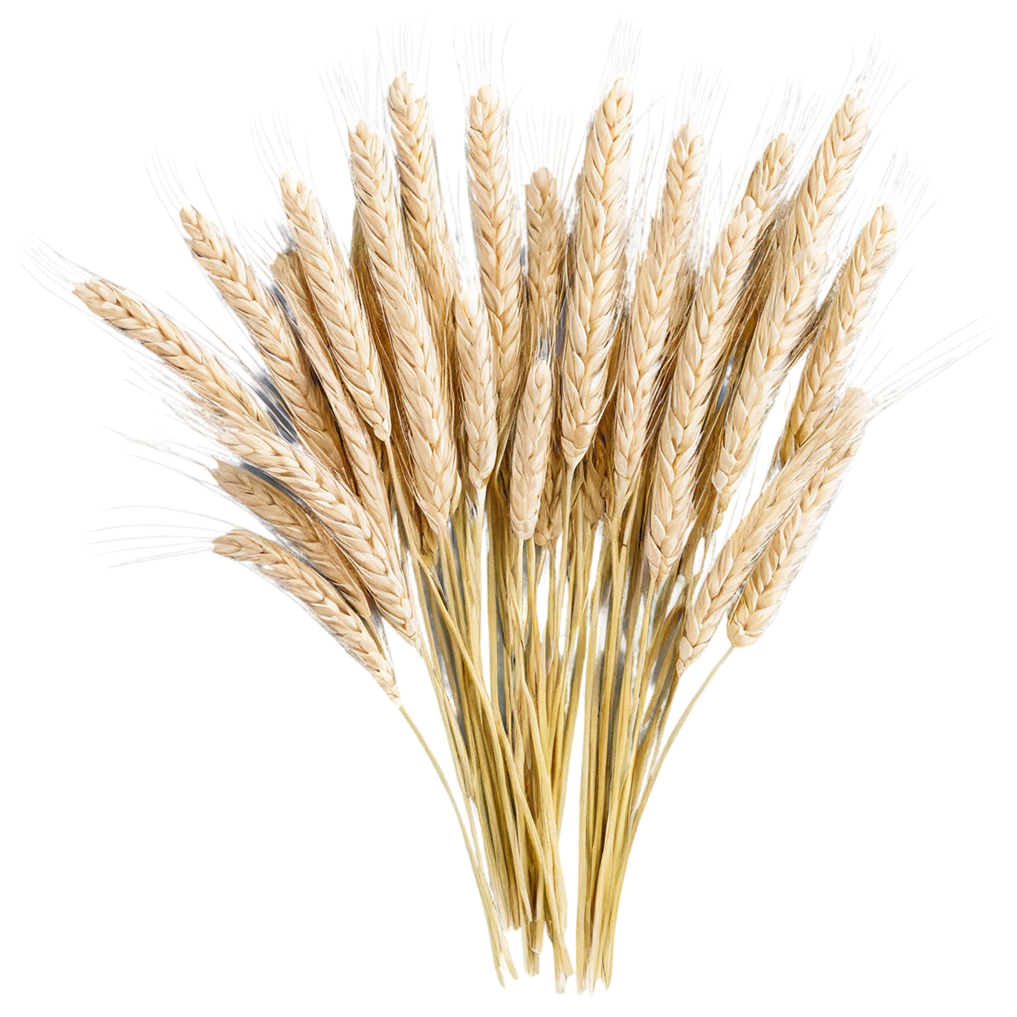 Barley grains isolated on transparent background, #6620