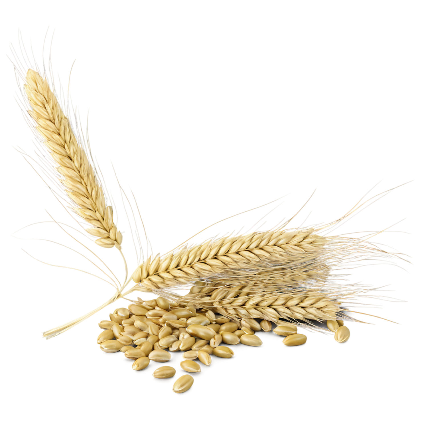 Barley grains isolated on transparent background, #6622