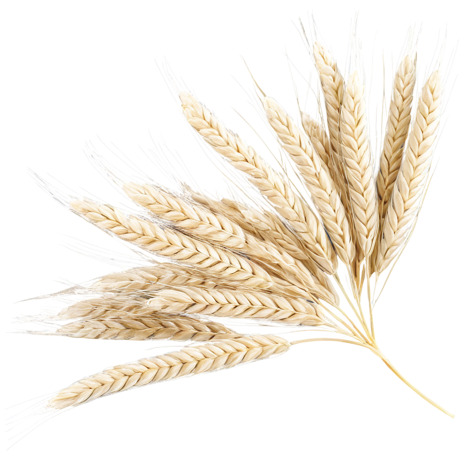 Barley grains isolated on transparent background, #6624