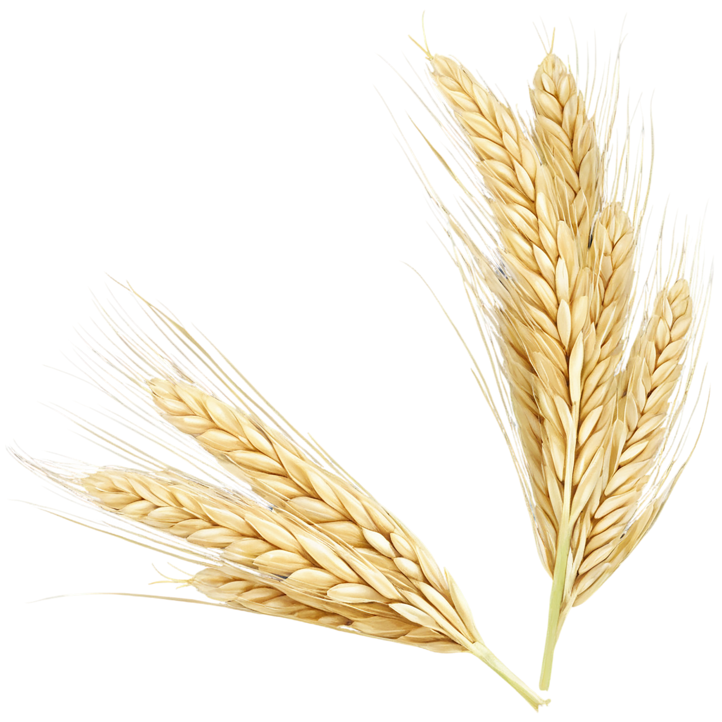 Barley grains isolated on transparent background, #6625