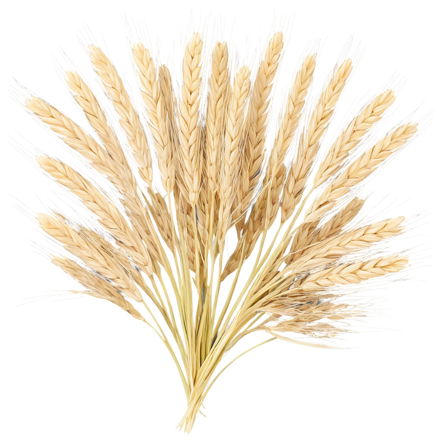 Barley grains isolated on transparent background, #6626