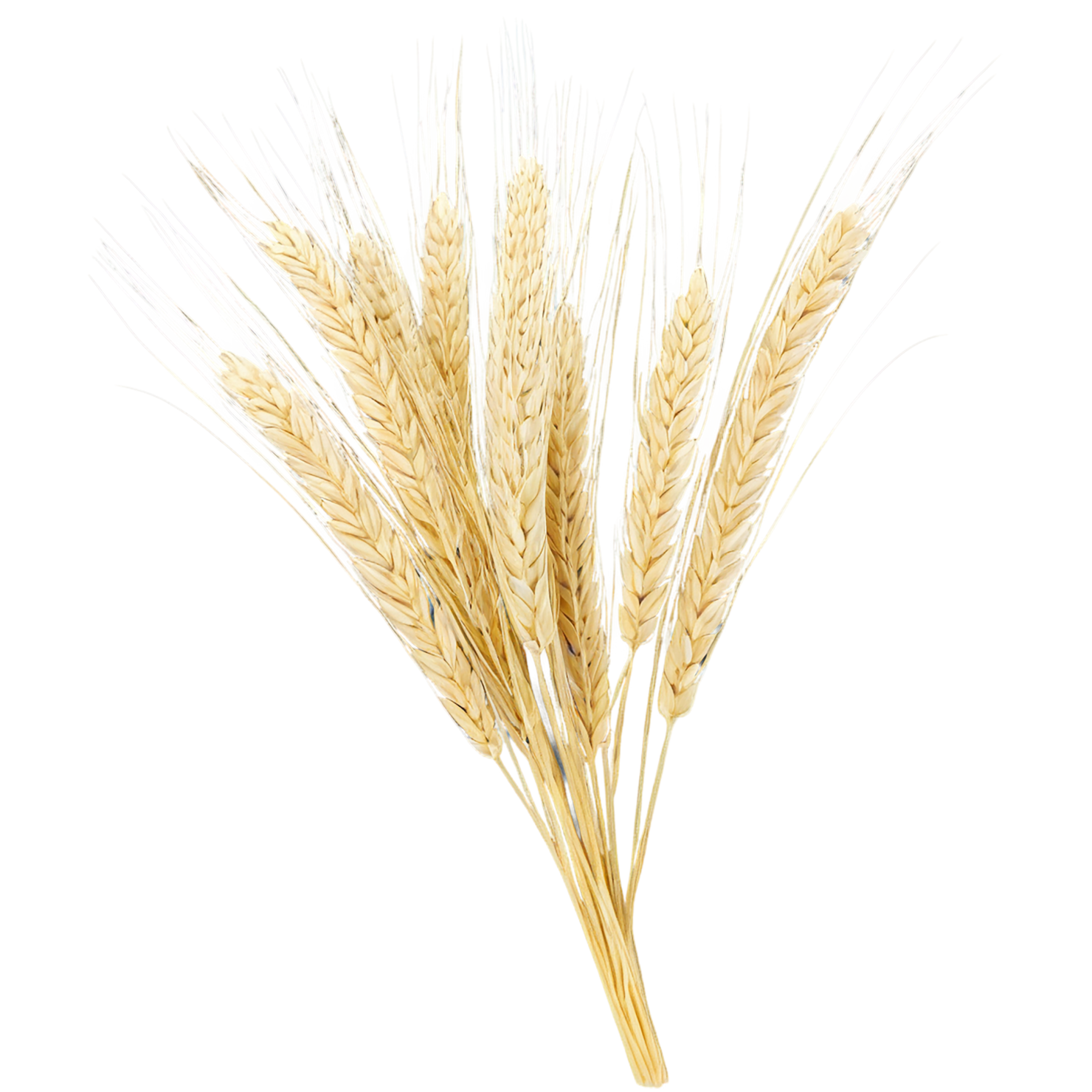 Barley grains isolated on transparent background, #6629