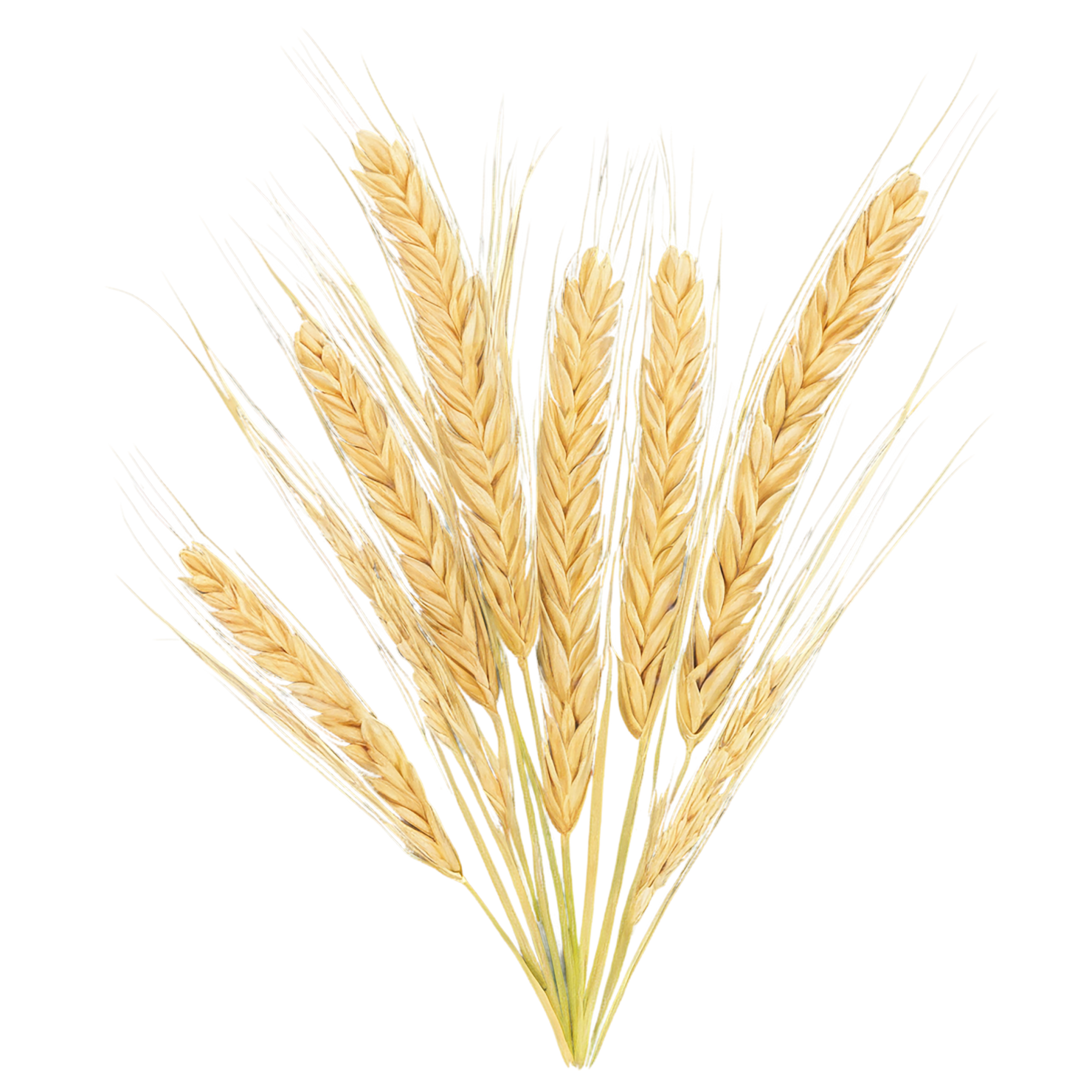 Barley grains isolated on transparent background, #6630