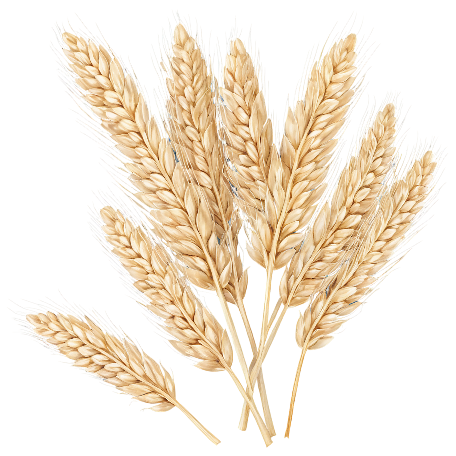 Barley grains isolated on transparent background, #6632