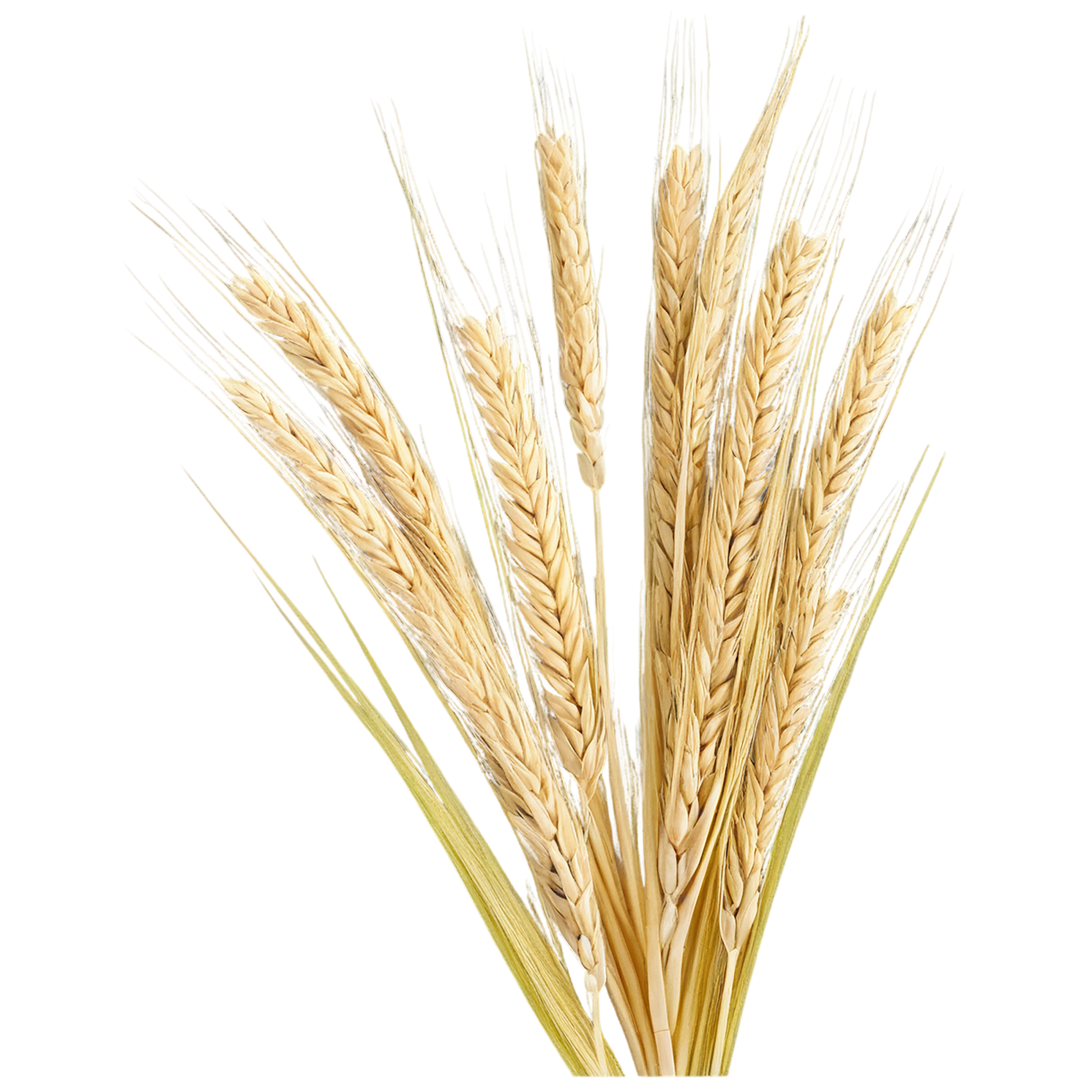 Barley grains isolated on transparent background, #6633