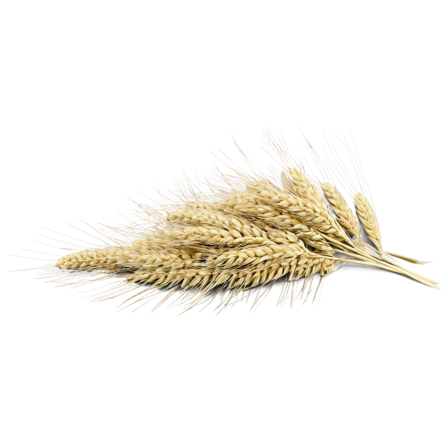 Barley grains isolated on transparent background, #6635