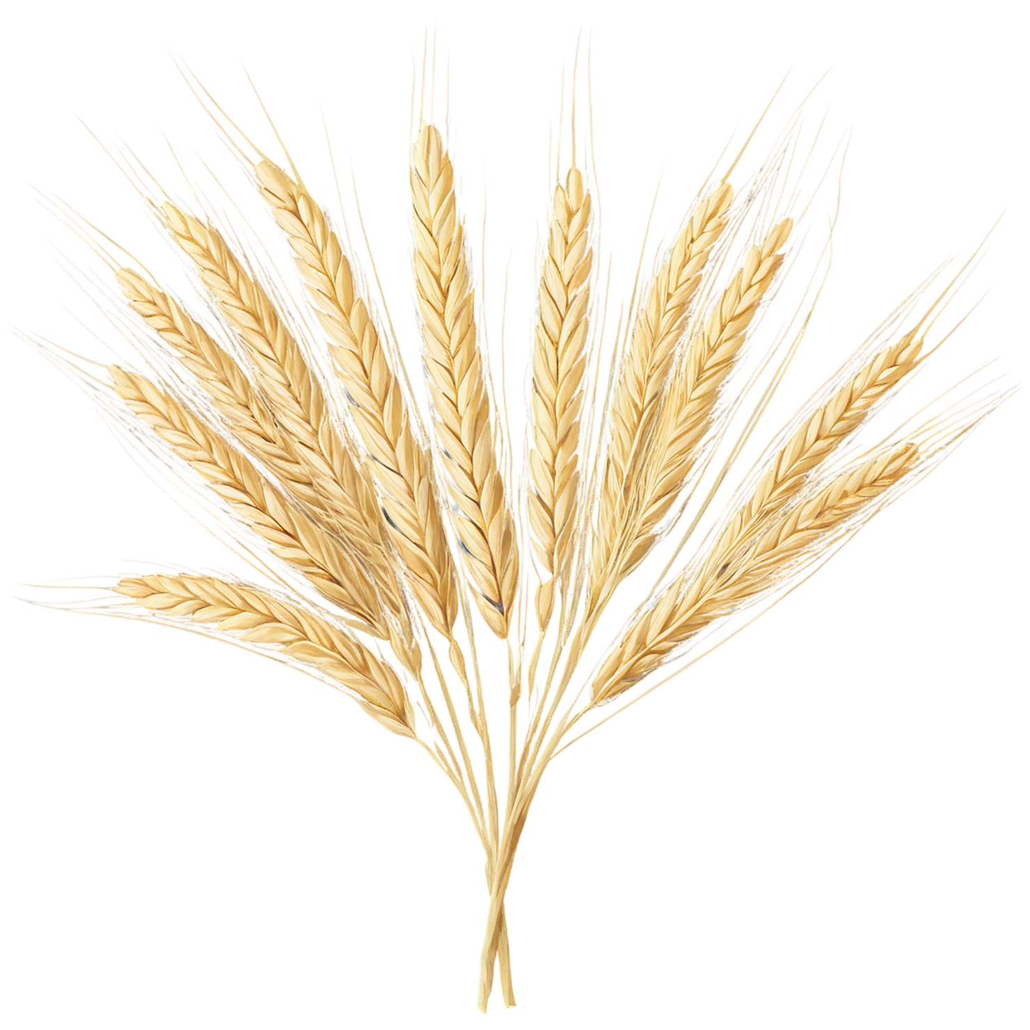 Barley grains isolated on transparent background, #6637