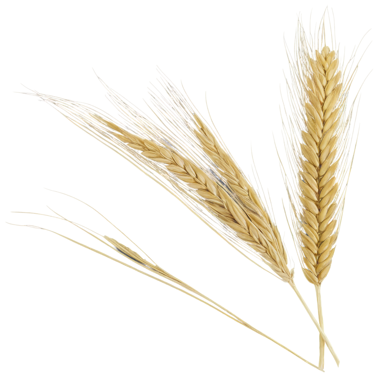 Barley grains isolated on transparent background, #6639