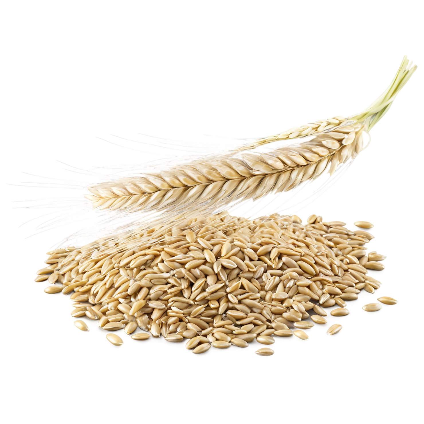 Barley grains isolated on transparent background, #6640