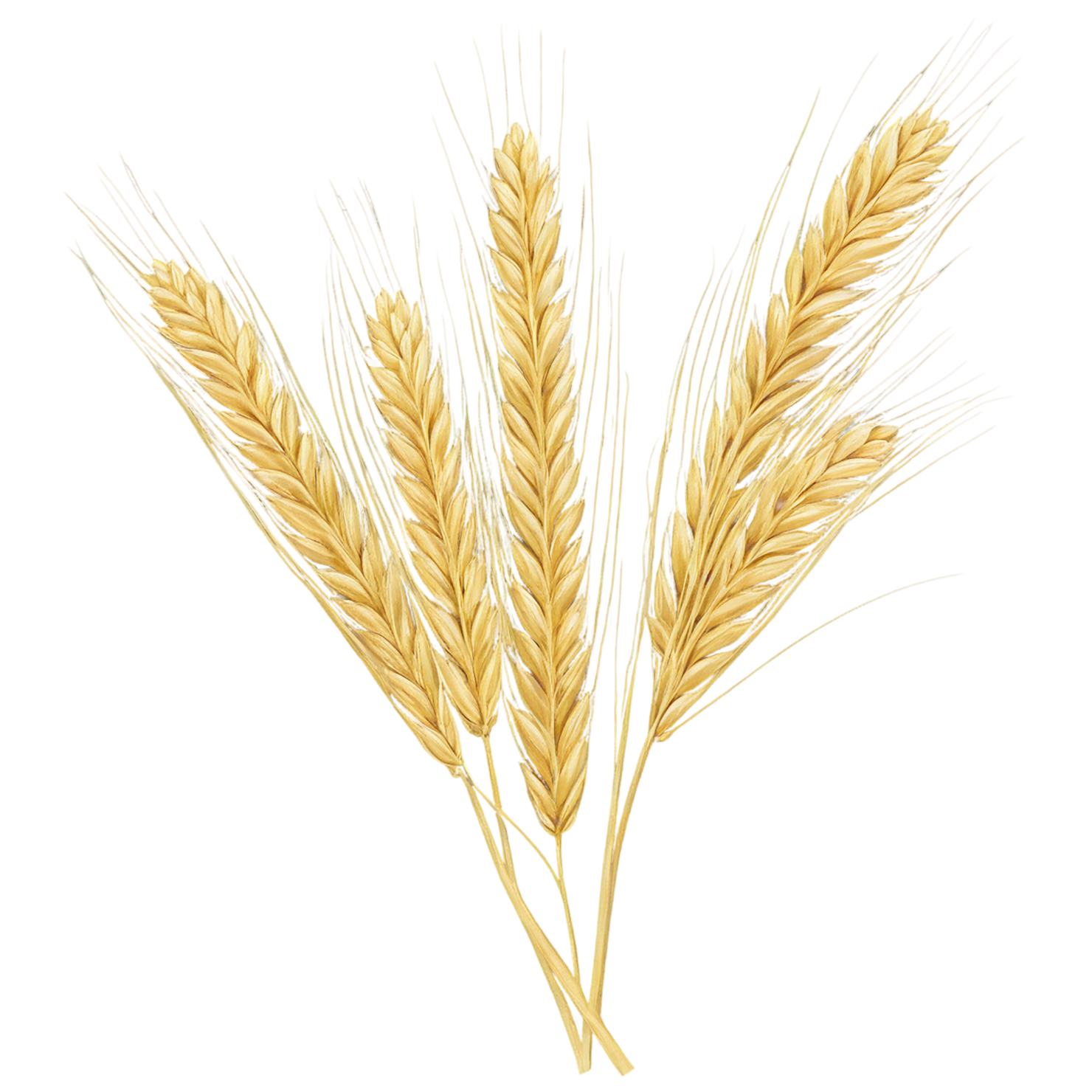 Barley grains isolated on transparent background, #6641
