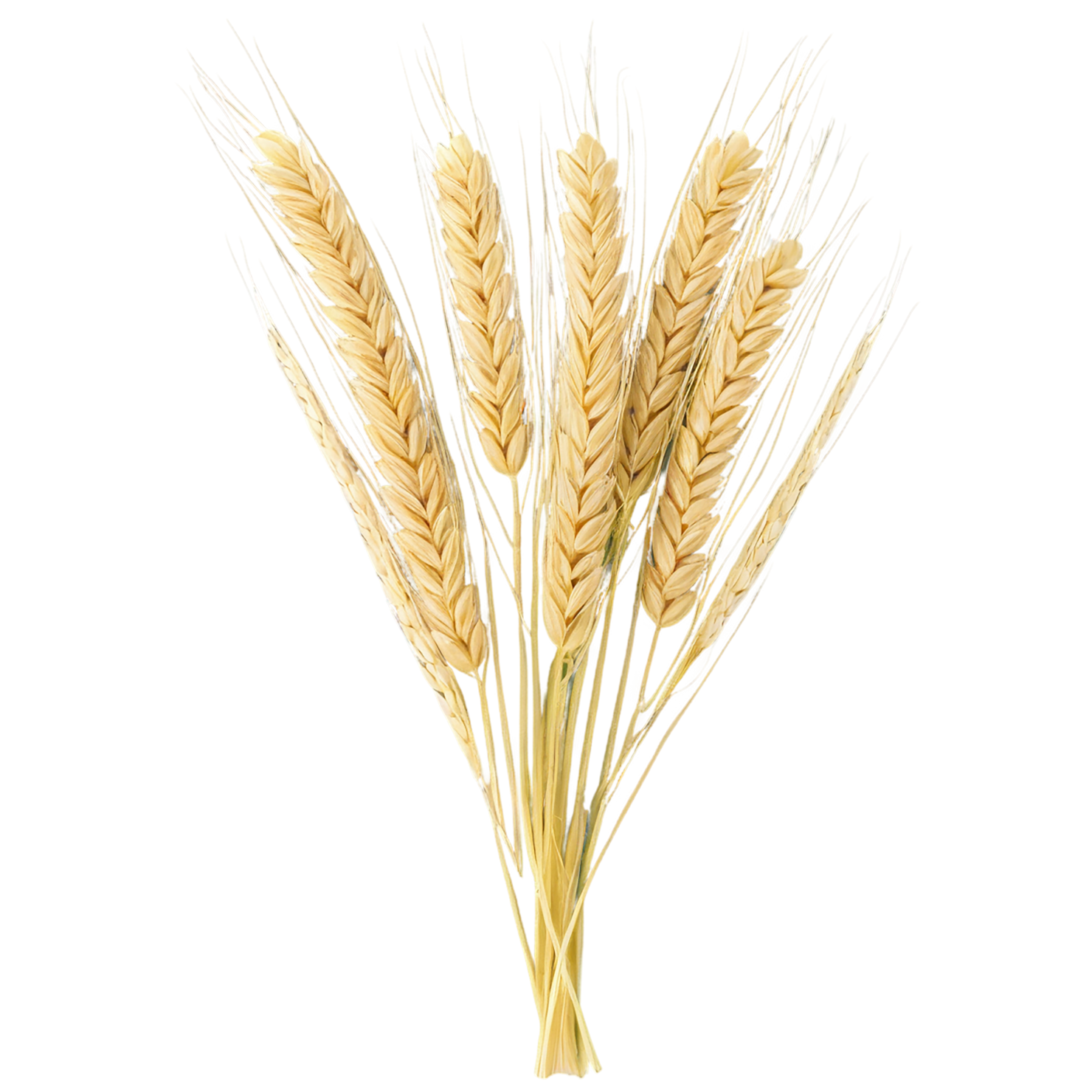 Barley grains isolated on transparent background, #6643