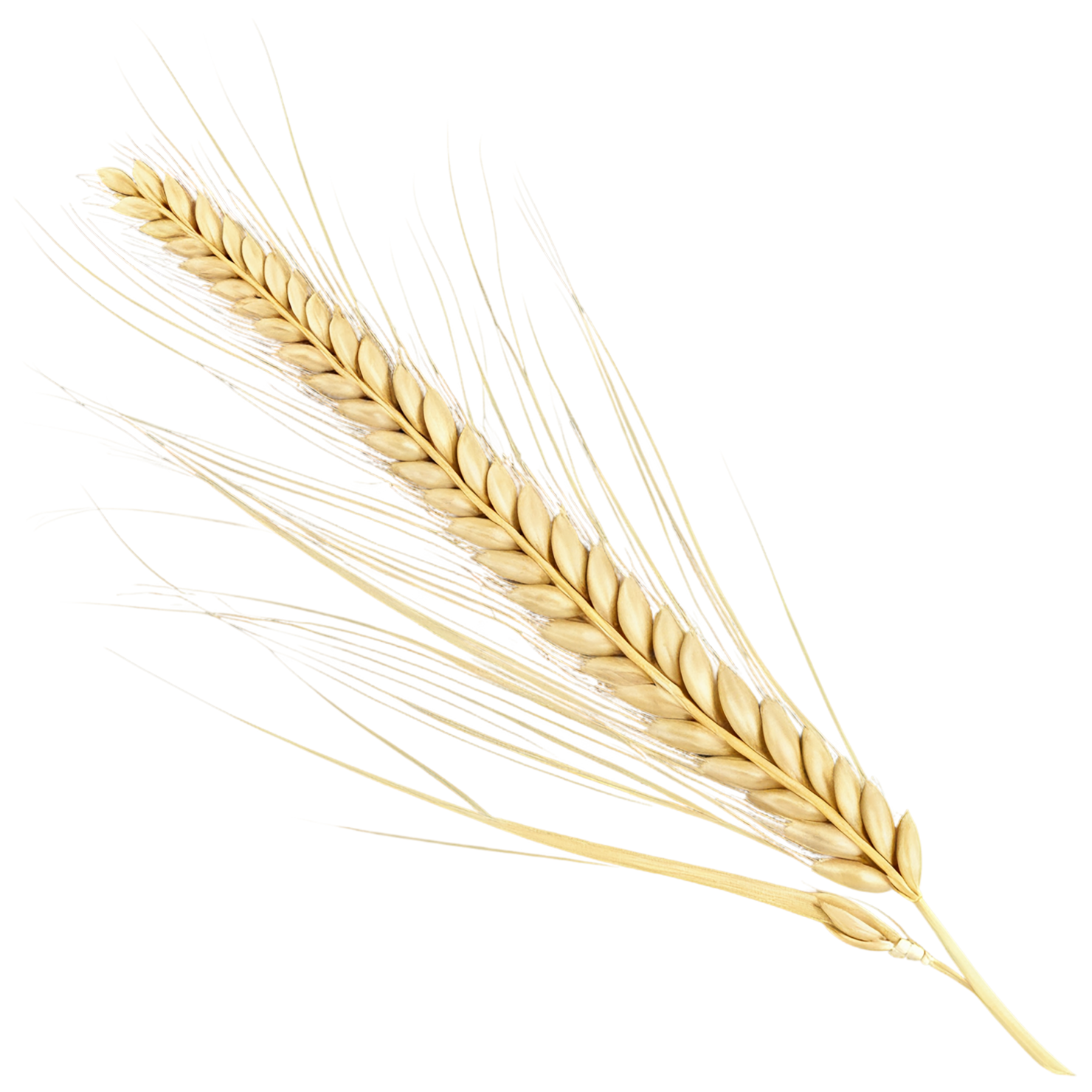 Barley grains isolated on transparent background, #6644