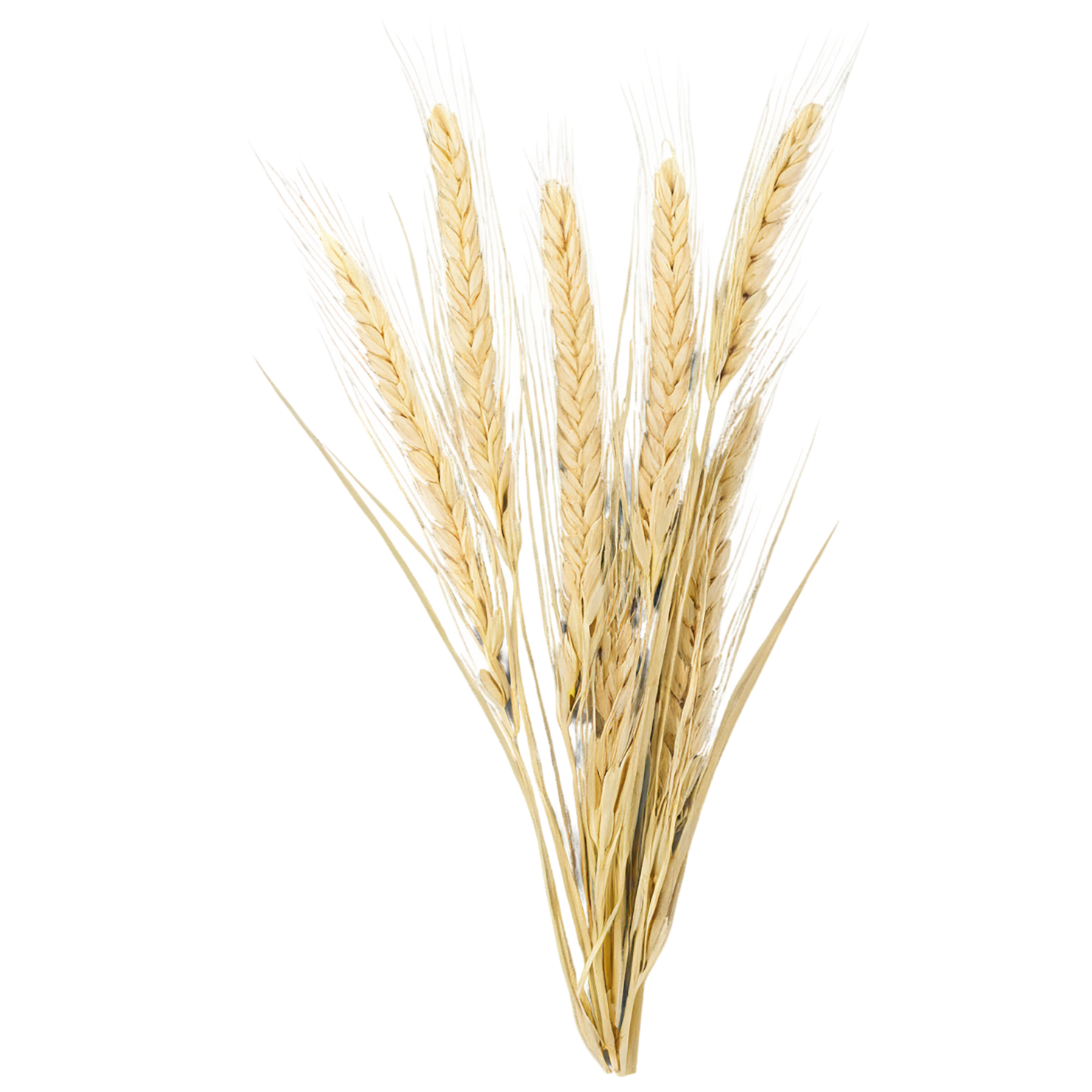 Barley grains isolated on transparent background, #6645