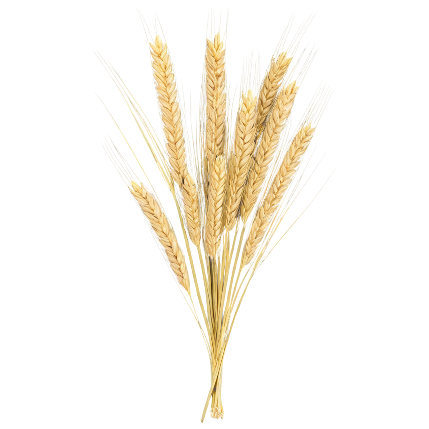 Barley grains isolated on transparent background, #6646