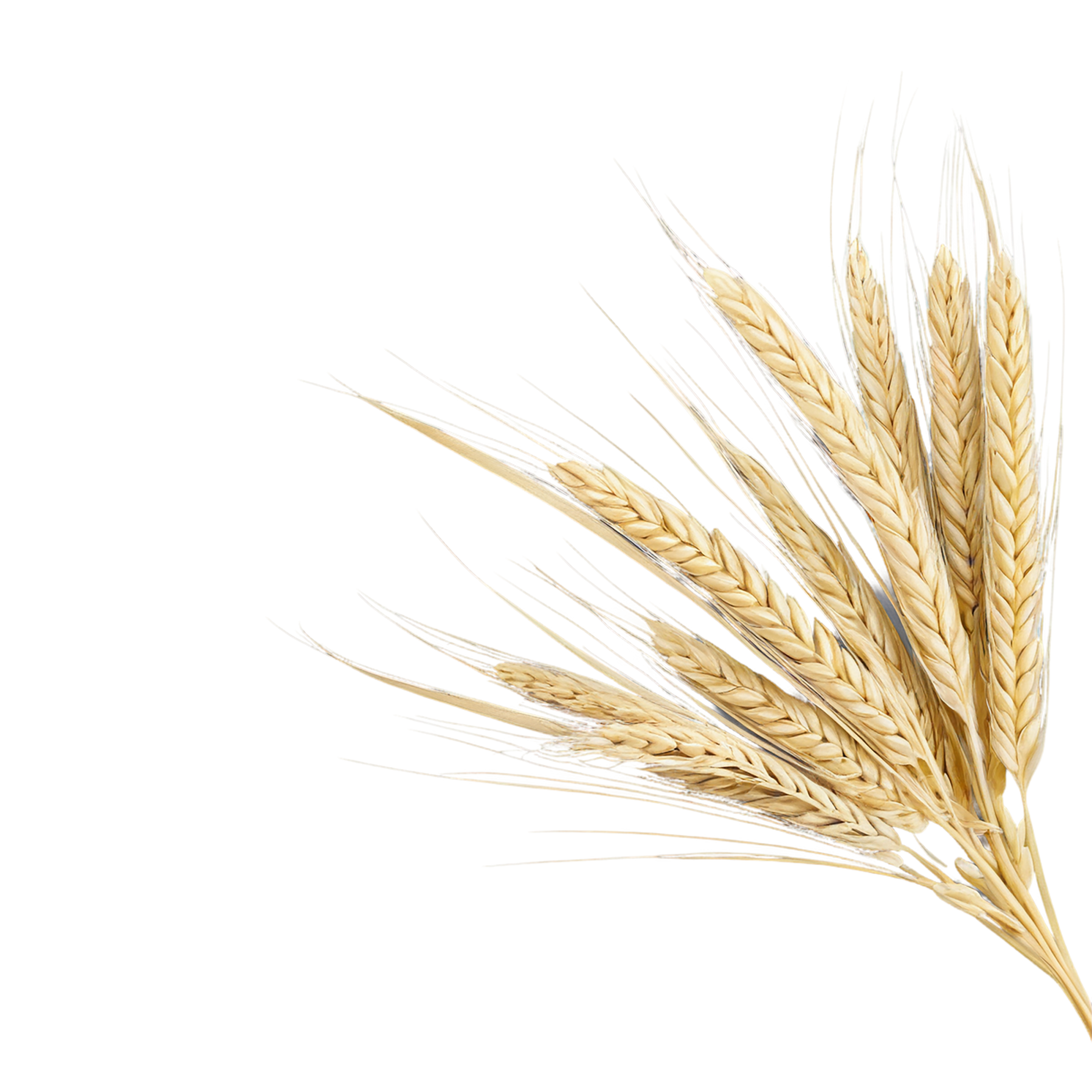 Barley grains isolated on transparent background, #6649