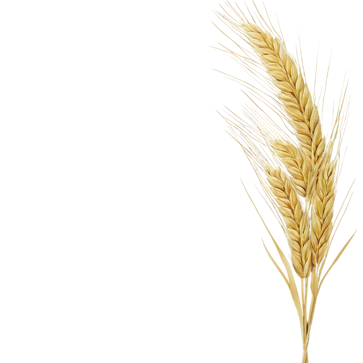 Barley grains isolated on transparent background, #6650