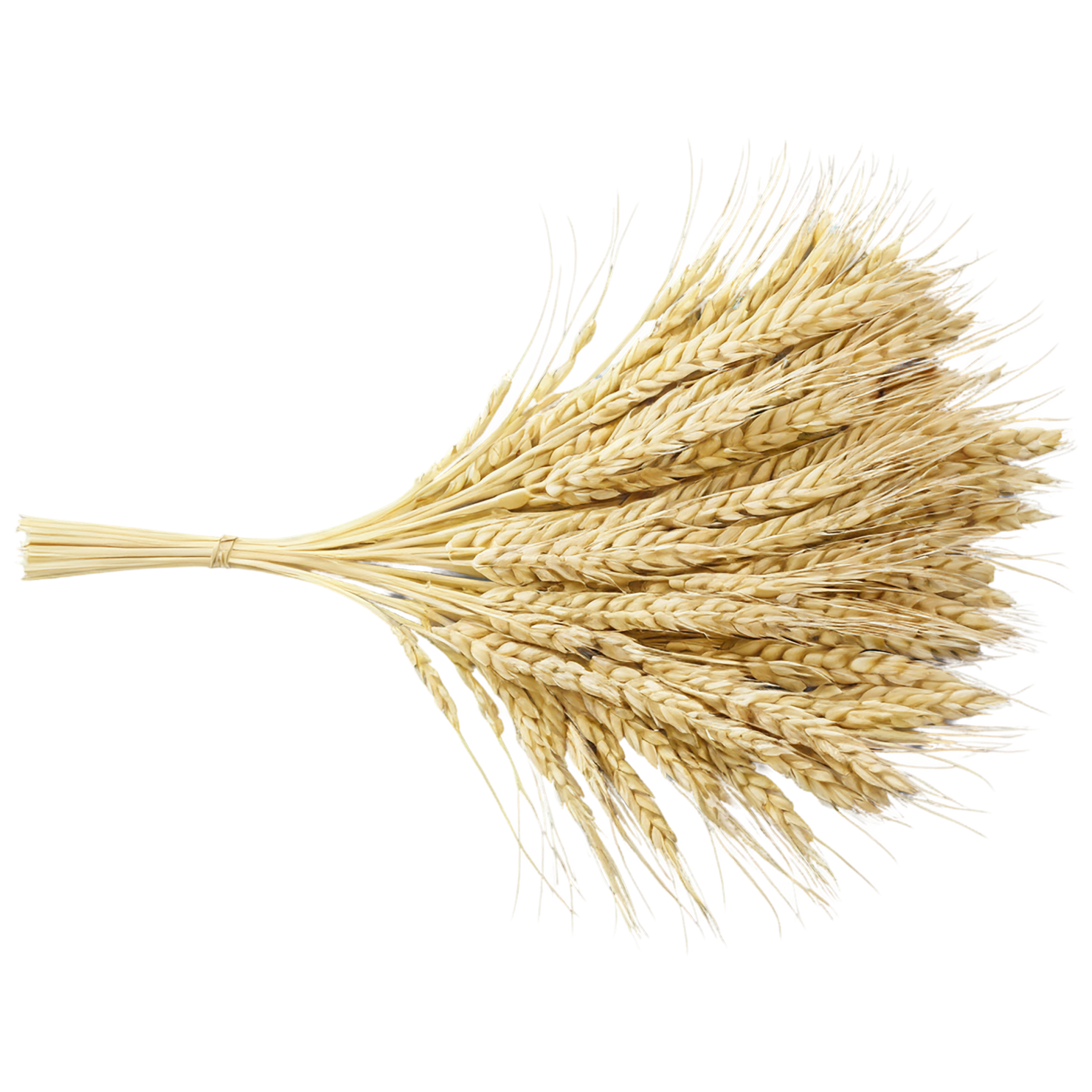 Barley grains isolated on transparent background, #6651