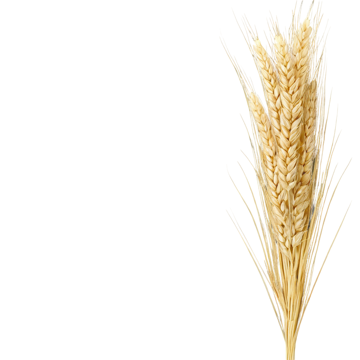Barley grains isolated on transparent background, #6653