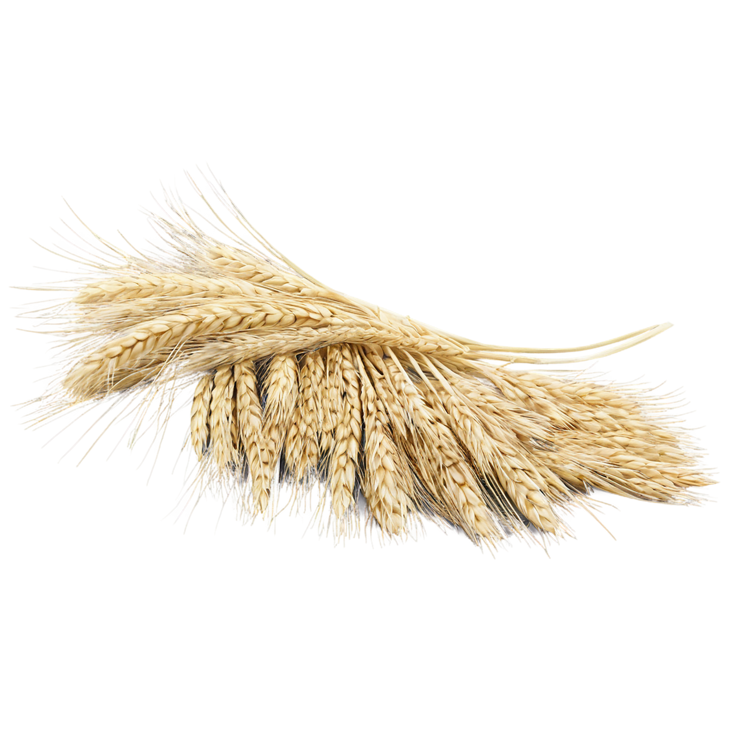 Barley grains isolated on transparent background, #6655