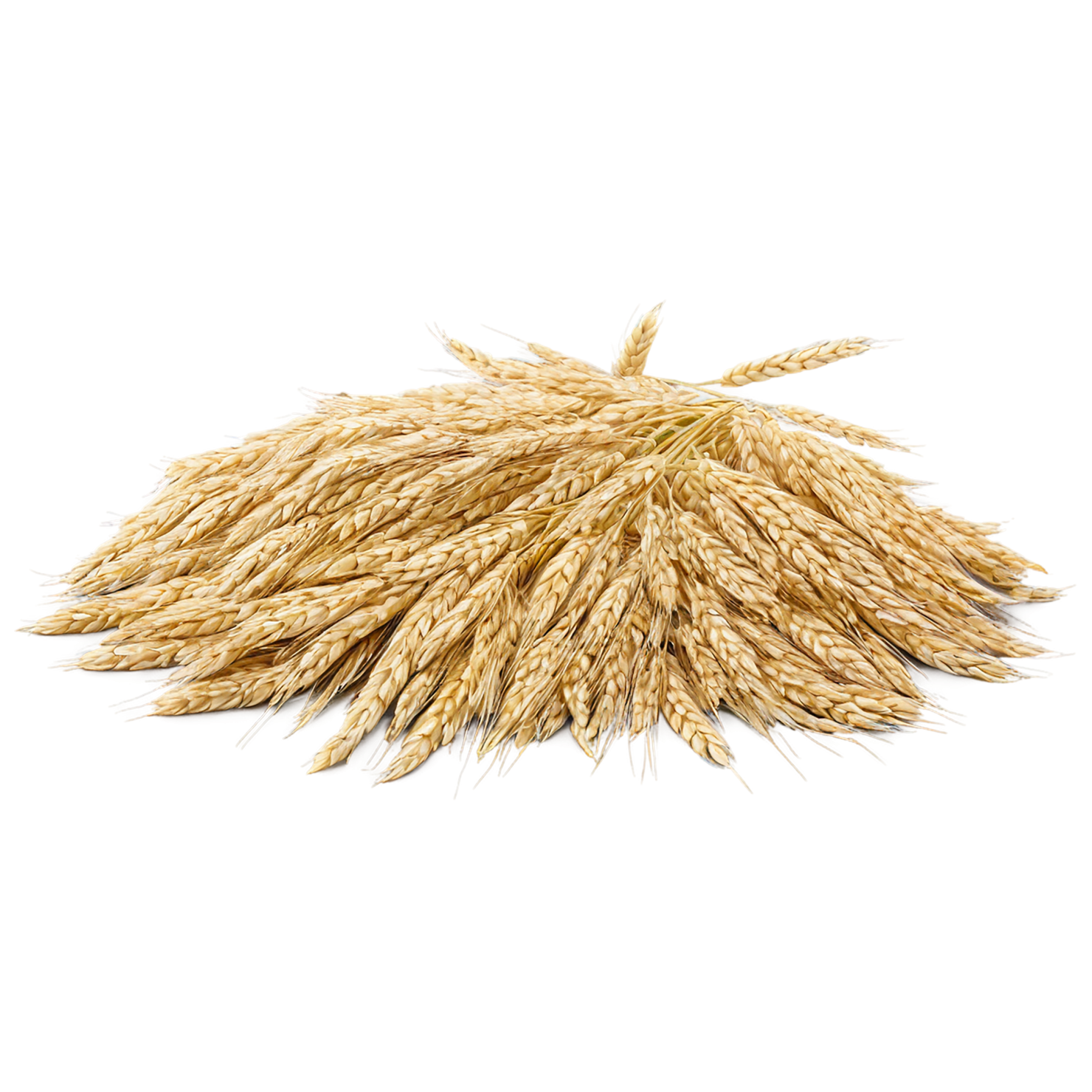 Barley grains isolated on transparent background, #6656