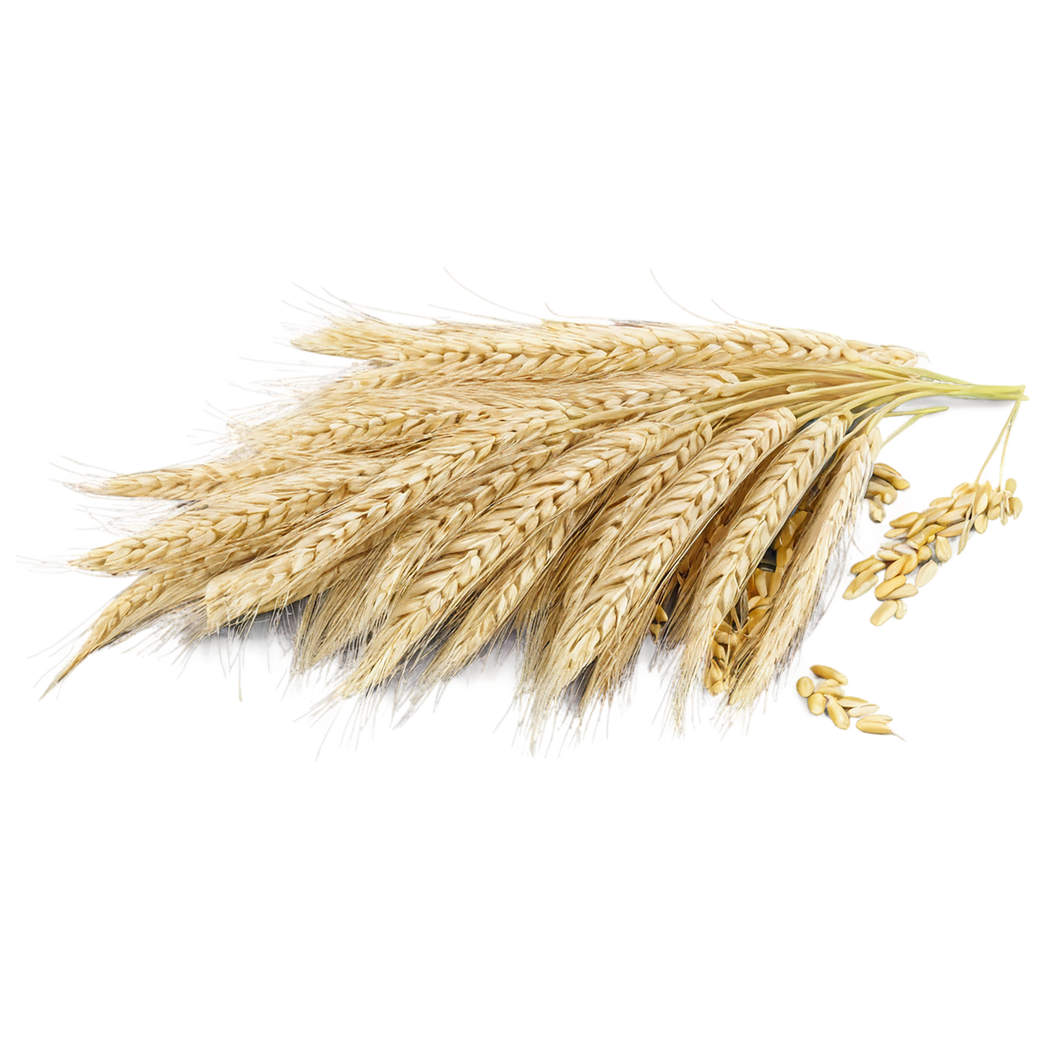 Barley grains isolated on transparent background, #6659