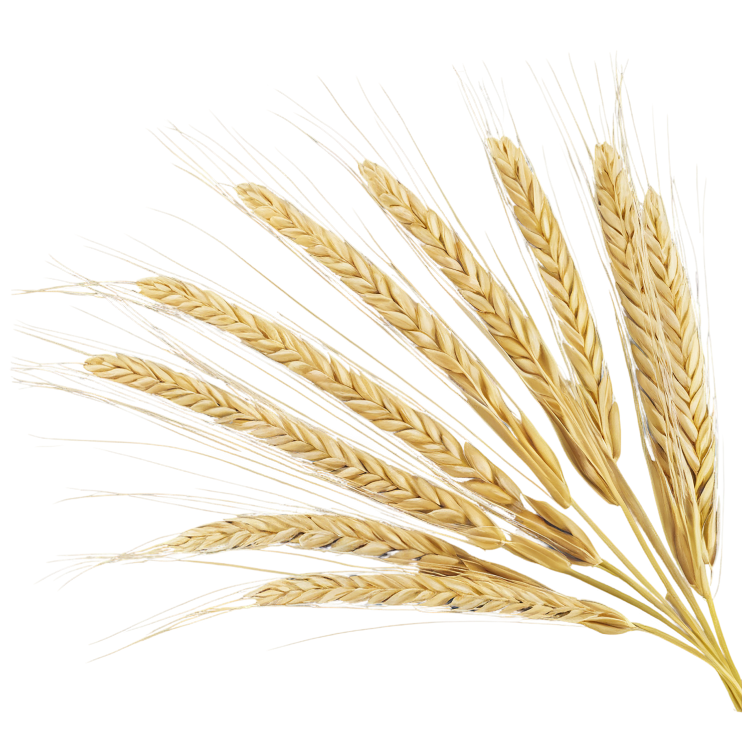 Barley grains isolated on transparent background, #6660