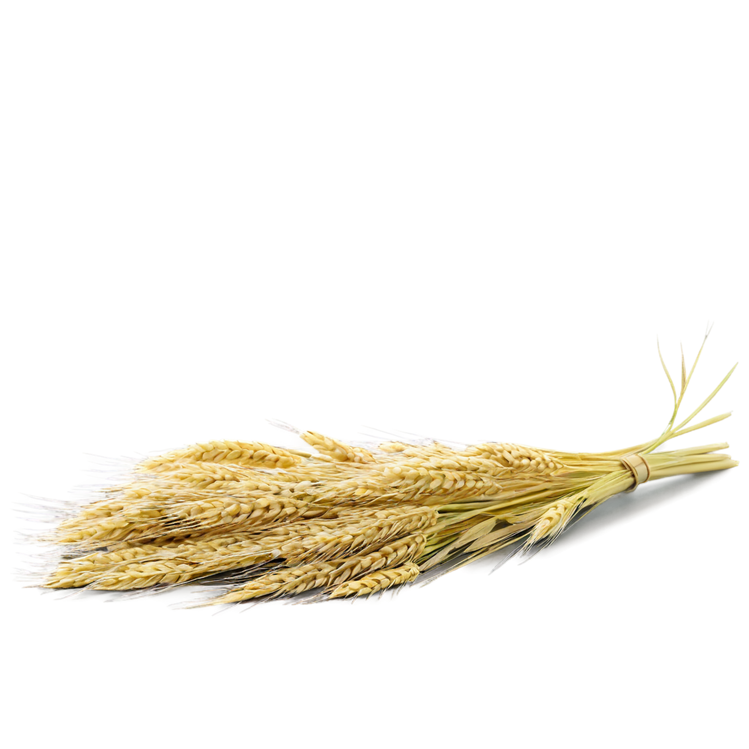 Barley grains isolated on transparent background, #6662