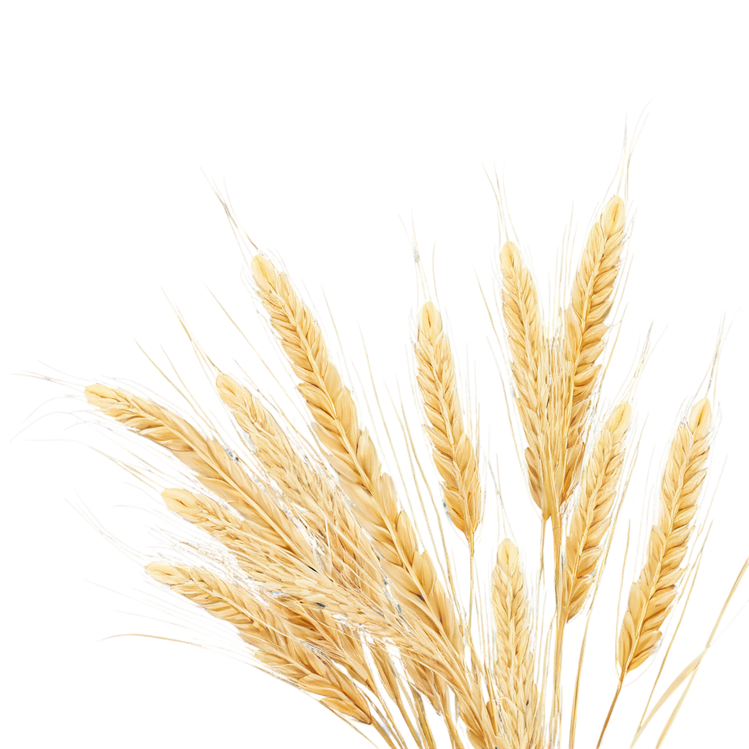 Barley grains isolated on transparent background, #6663