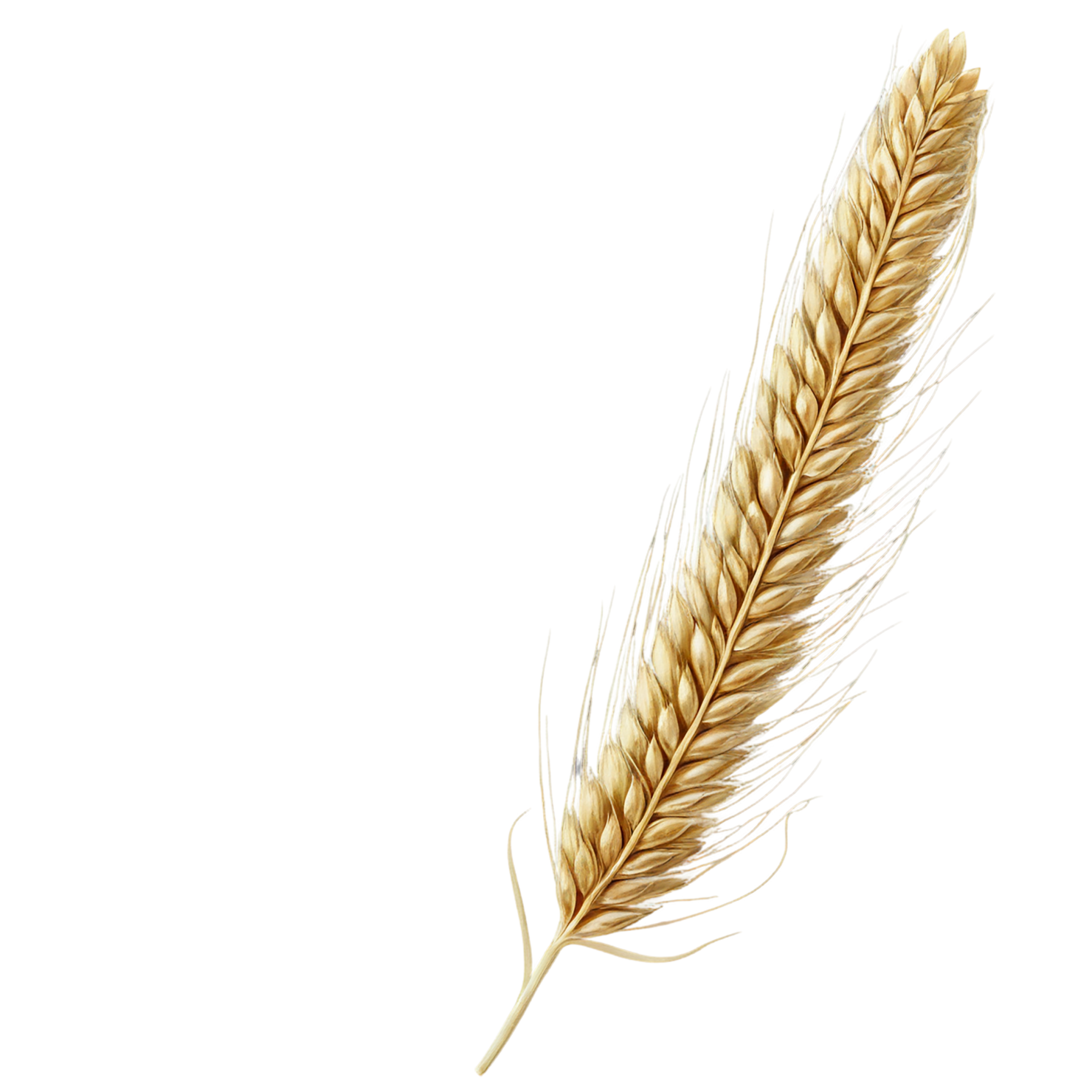 Barley grains isolated on transparent background, #6665